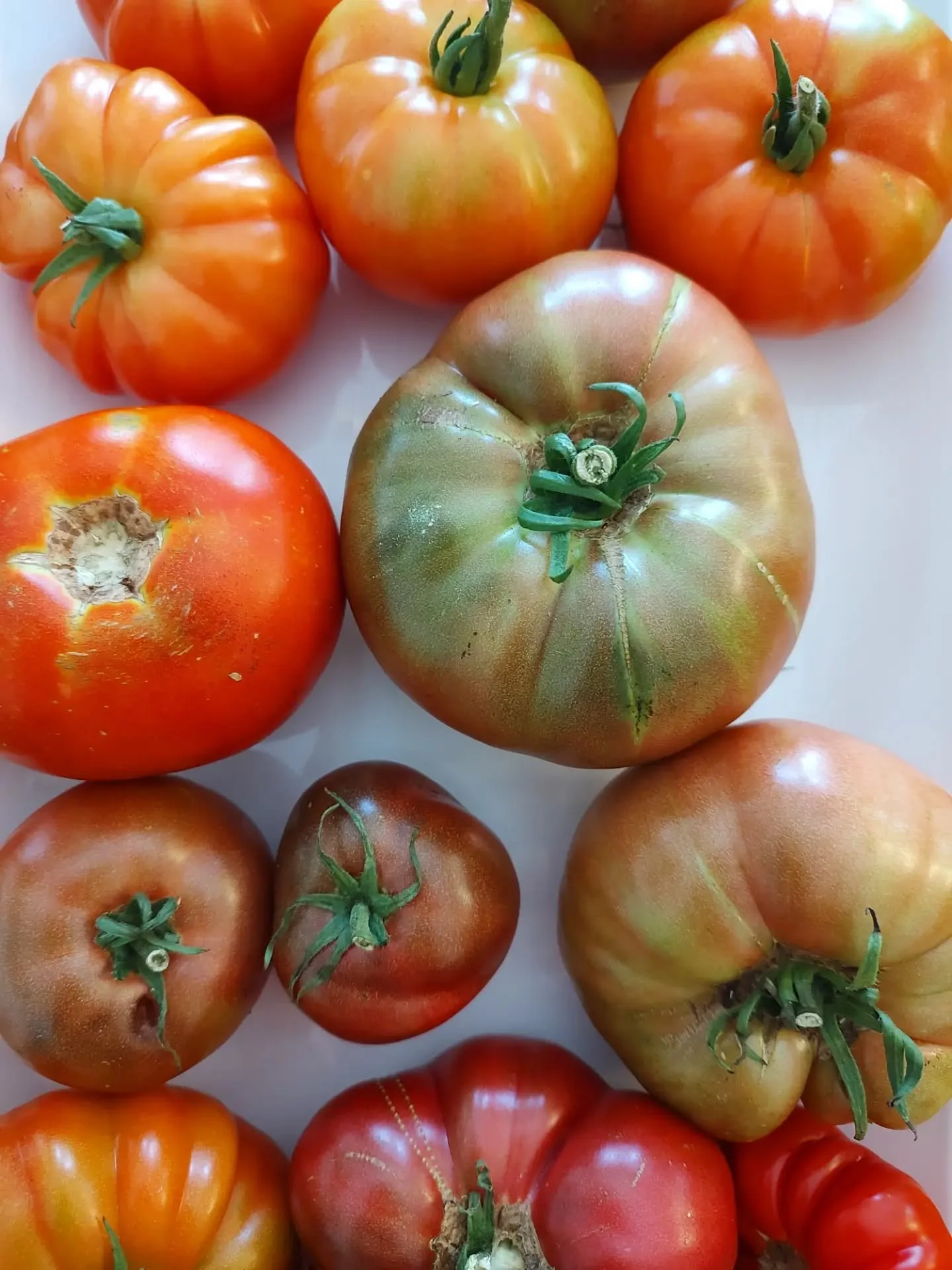 It's starting 🥰 The best part of the garden!!!