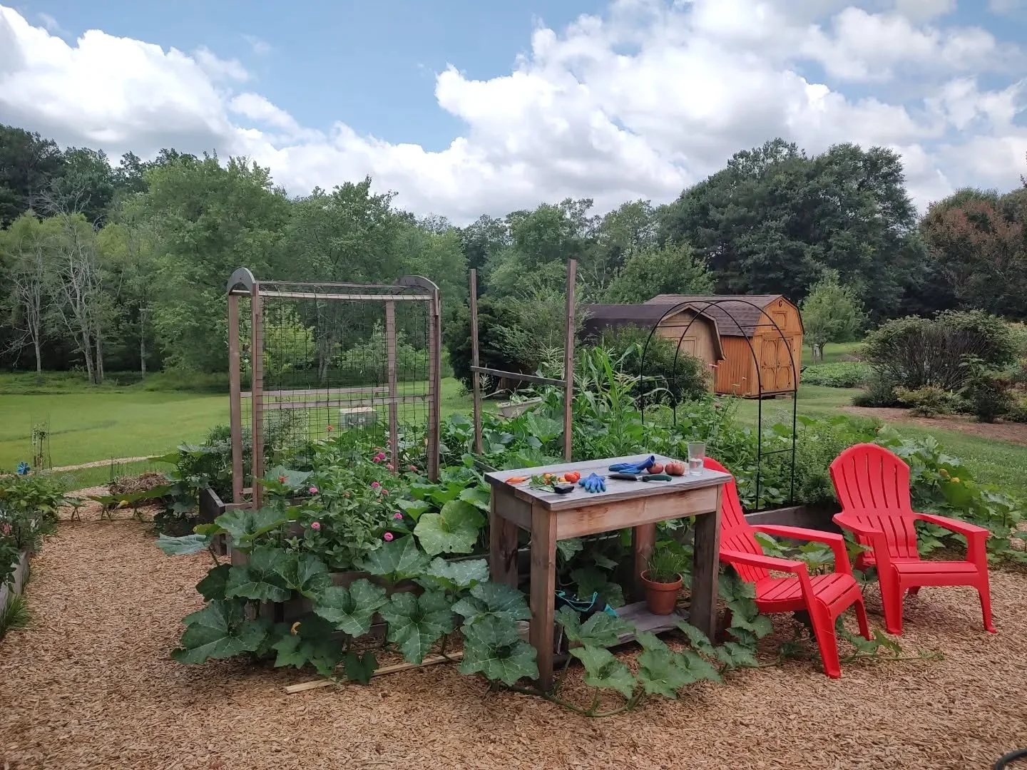 Spending some time taming this garden gone wild today. Yesterday I was so overwhelmed and almost put myself in tears 😂 Vines everywhere and lots of different bug infestations to take care of 🤪 gardening is not relaxing it's all.... rewarding though