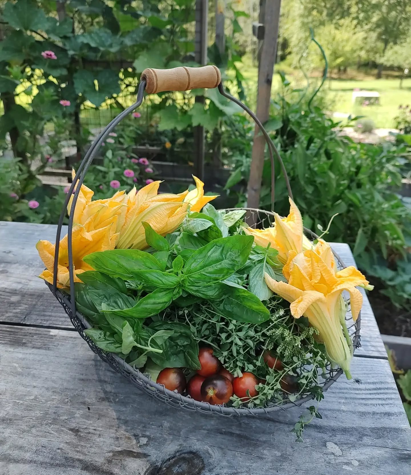 What a basket of happiness ☺️ Does anyone have recipes for zucchini flower (other than stuffed and fried) that they love? They just keep coming this year with these rampicante zucchini💛