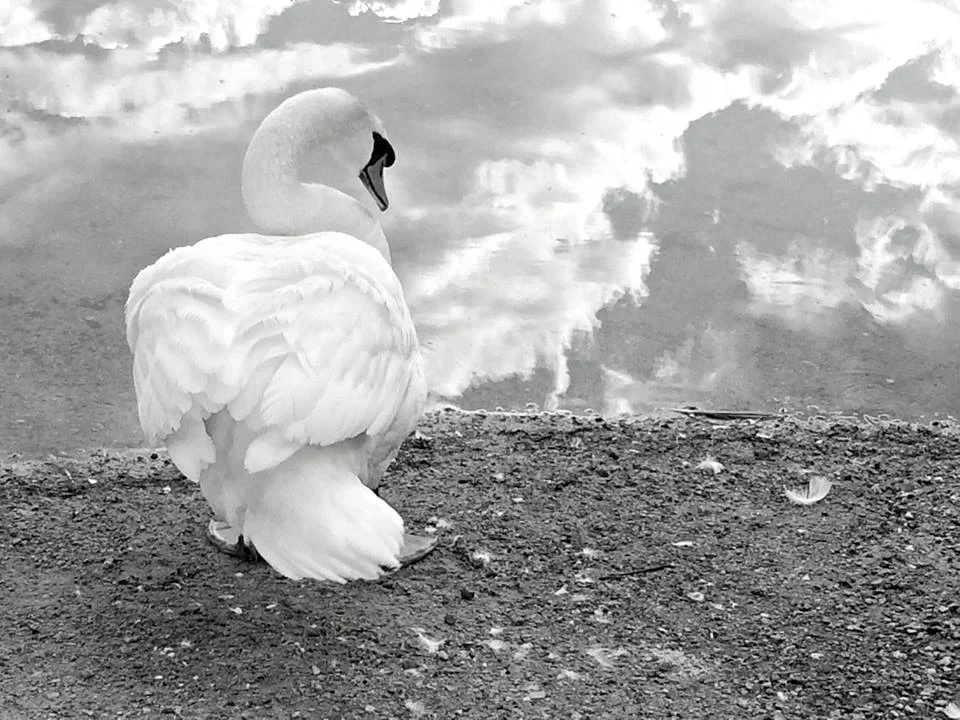 swan lake