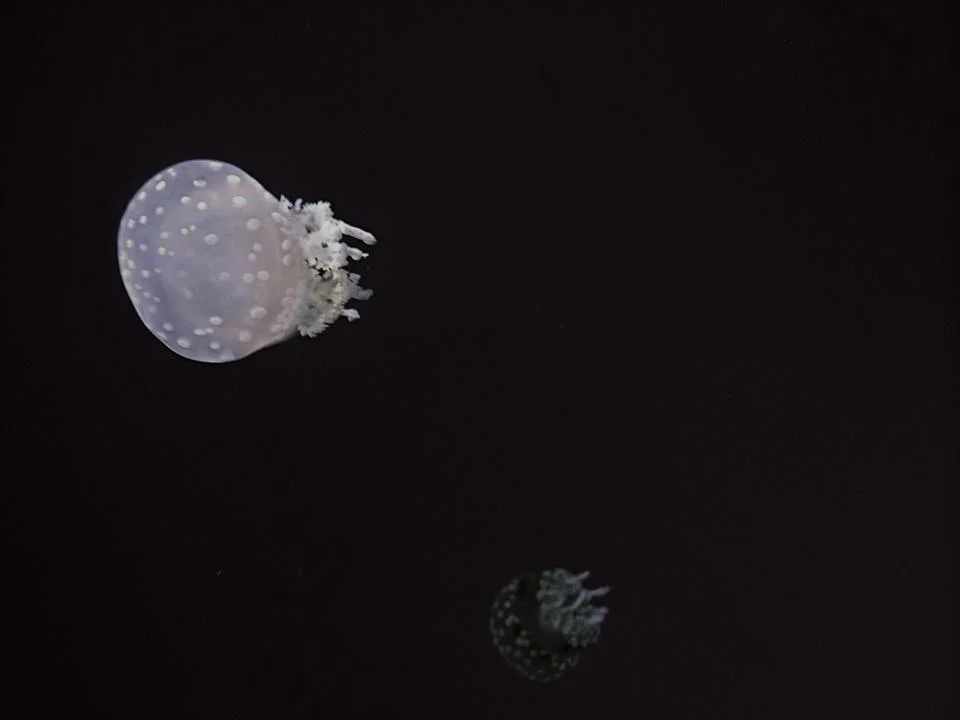 jelly ii