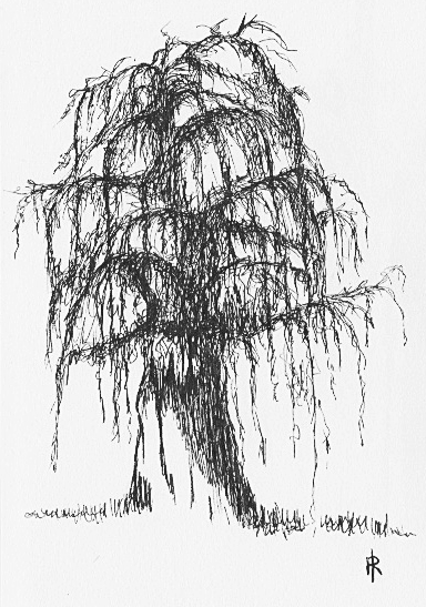 willow pen and ink