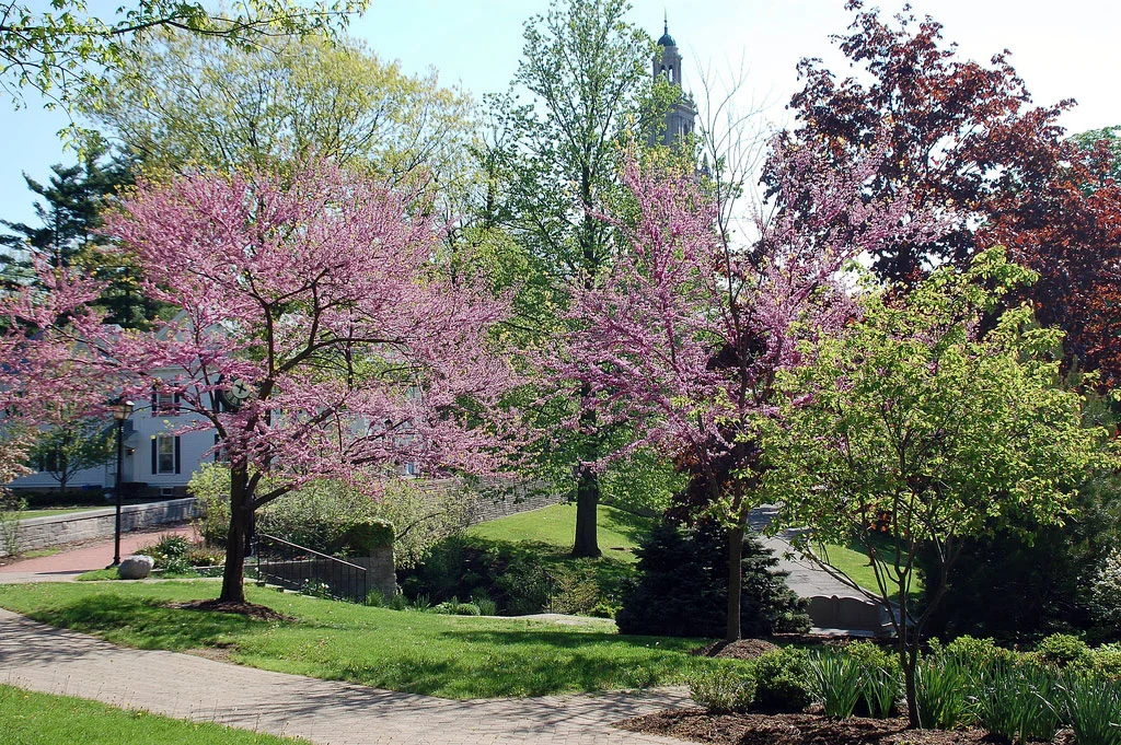 Denison Campus and Swasey Chapel in the Spring (Photo by kewing@flickr.com)