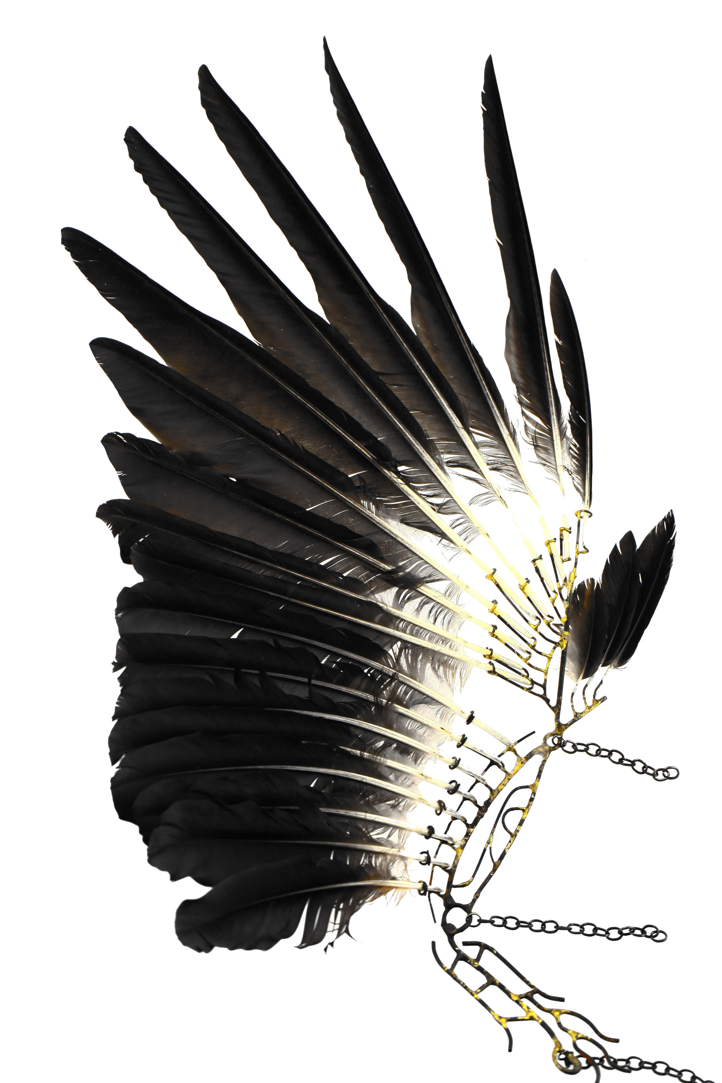 Item-42, 2014 iron, brass, feathers 40 × 25 × 5 cm a complete set of feathers on a dead crow’s wing