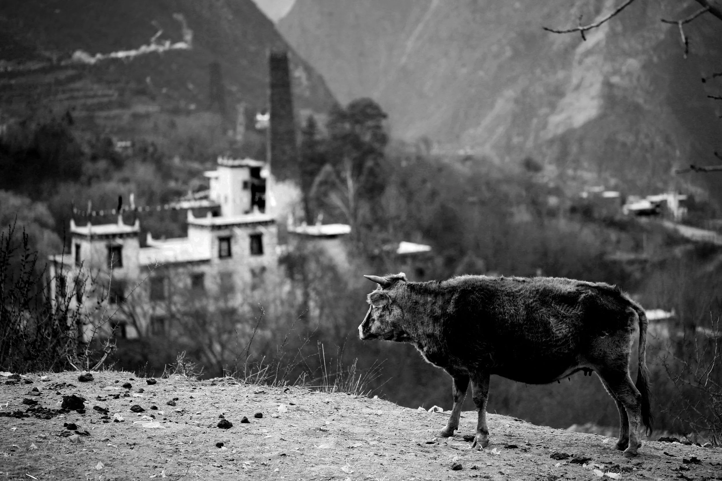  I sat there with the cow in Qiang's village. 