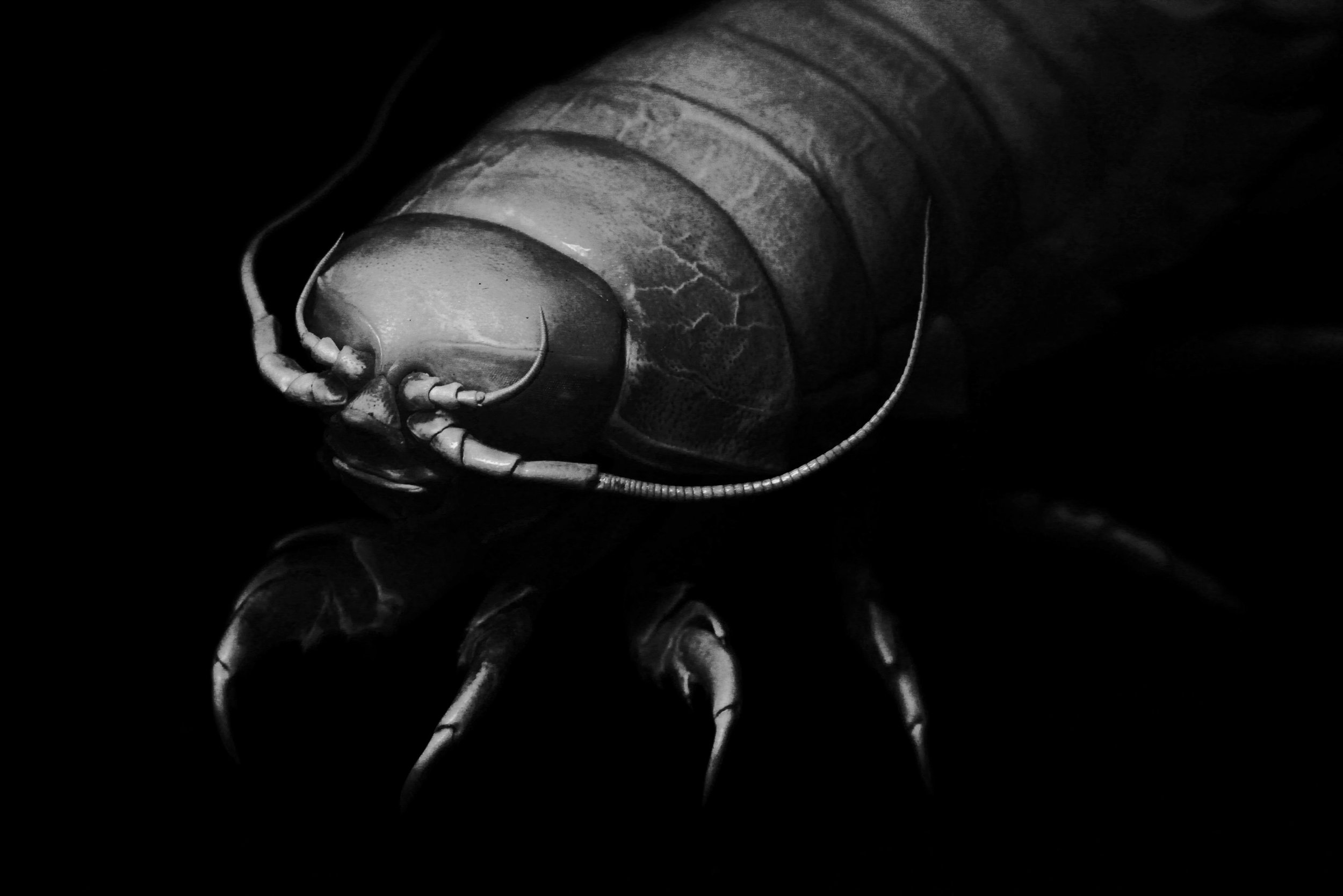  I finally found a giant isopod (my dreamed specy) larva in a trip of Zhangzhou. 