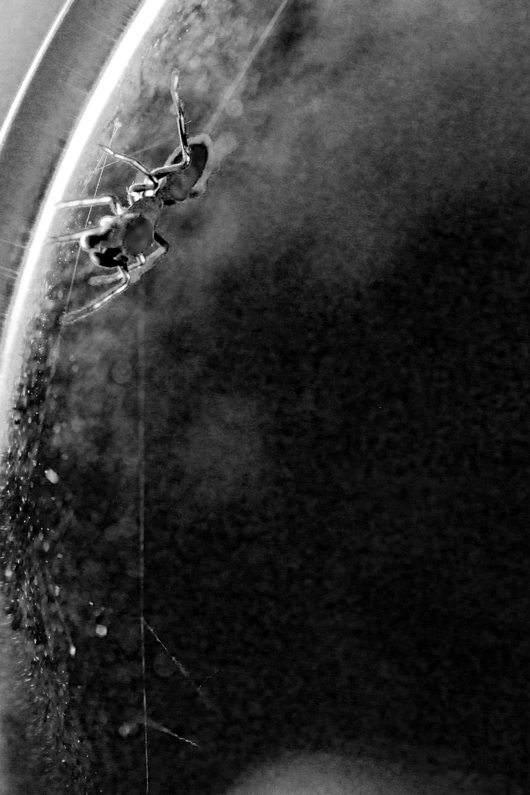  A ant-mimic spider found in my desk. 