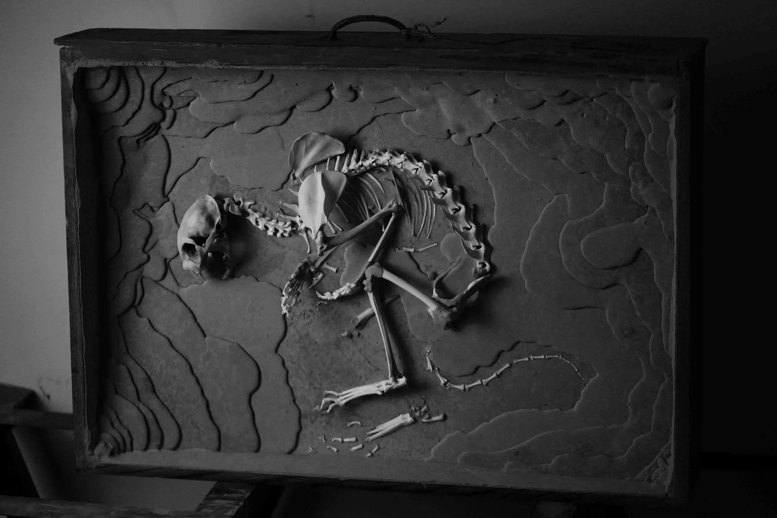  &nbsp; &nbsp; Made for my friend's dead pet 