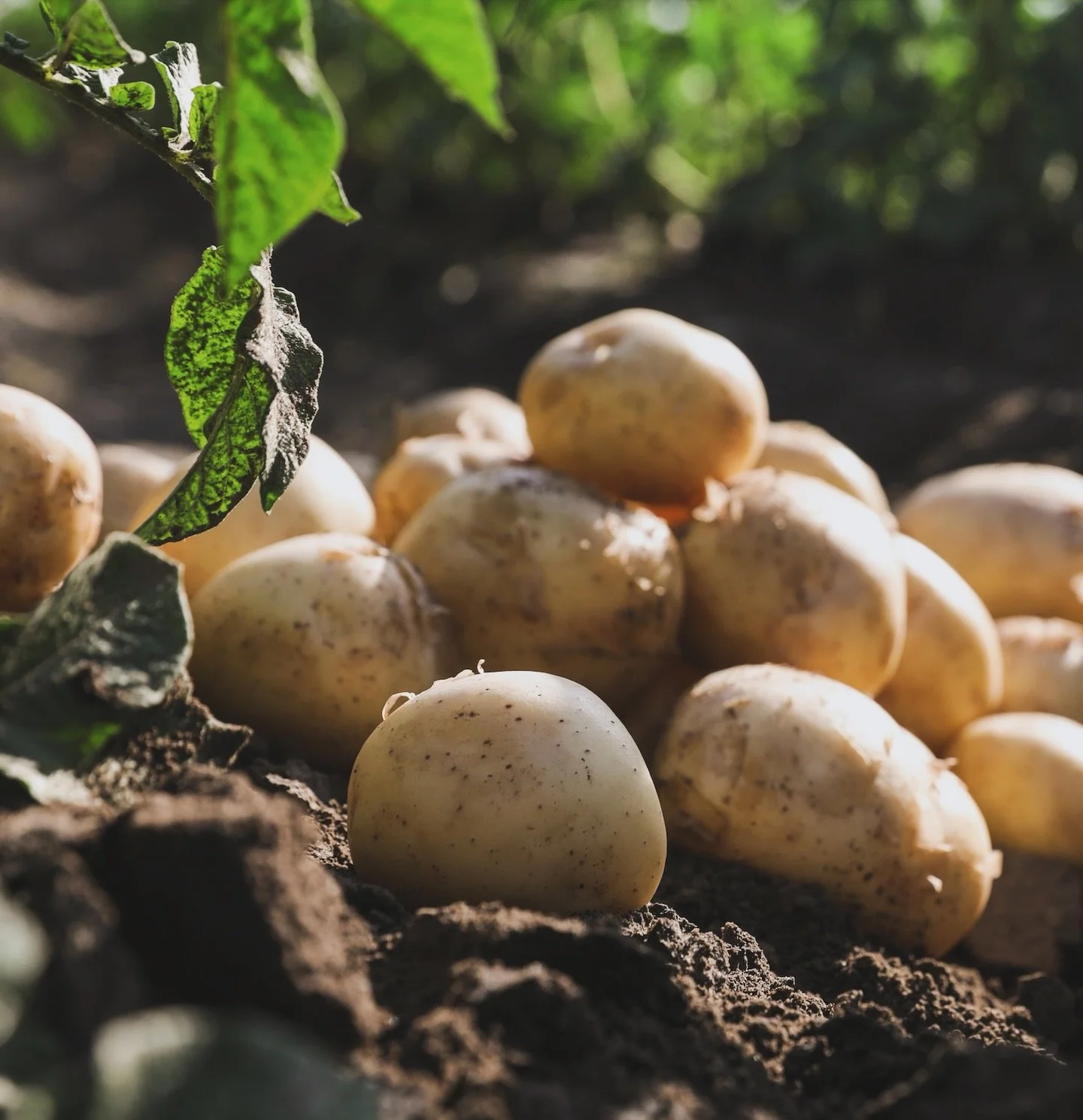 Potatisen i fokus på Sthlm Food & Wine! 
När @sthlmfoodandwine i år satsar på att lyfta fram en svensk råvara är det potatisen som står i centrum och Kitchen PR är med och driver satsningen. 🥔🌱
I d