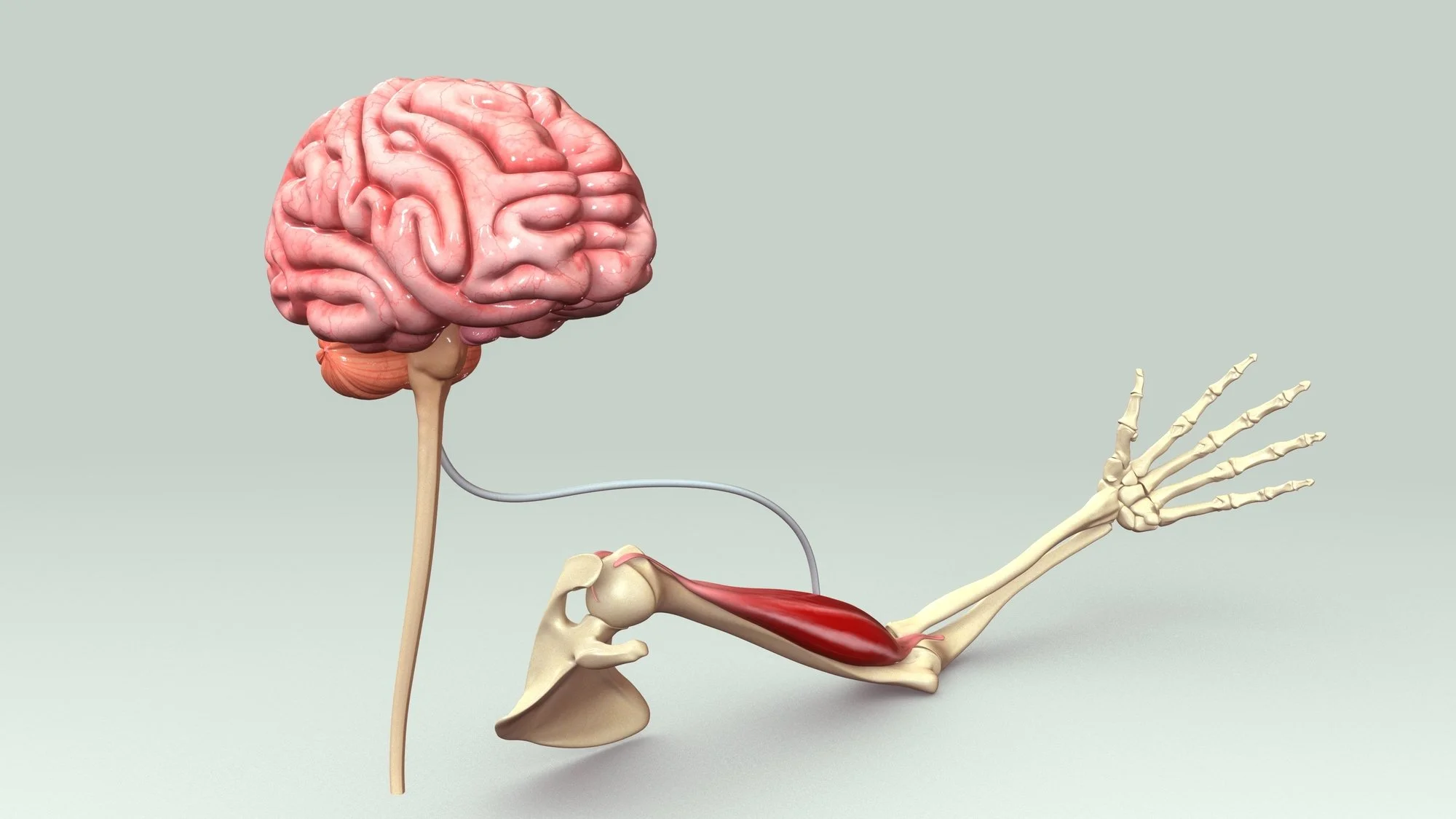 Mind-Muscle Connection - Part 1