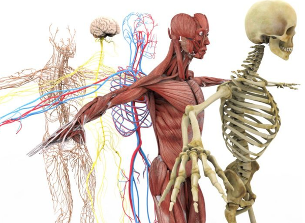 How The Kinetic Chain Affects Training