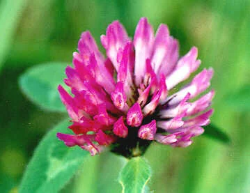 red clover.jpg