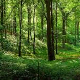 forest.jpeg