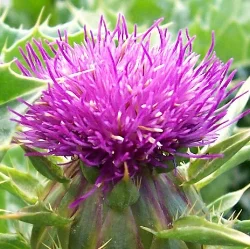 Milk_thistle_flower.jpg