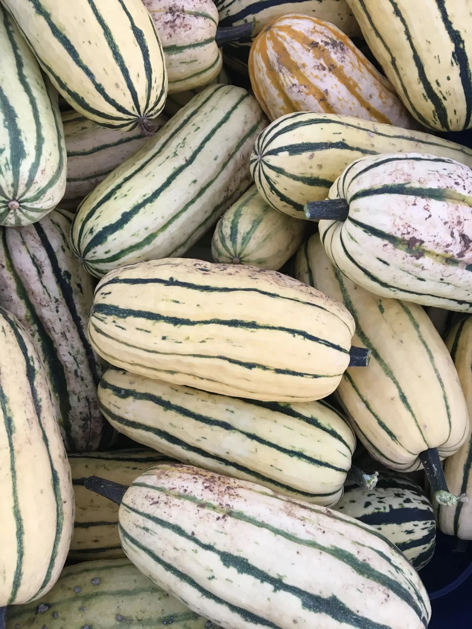 Winter Squash Delicata Seedling Sale.jpg