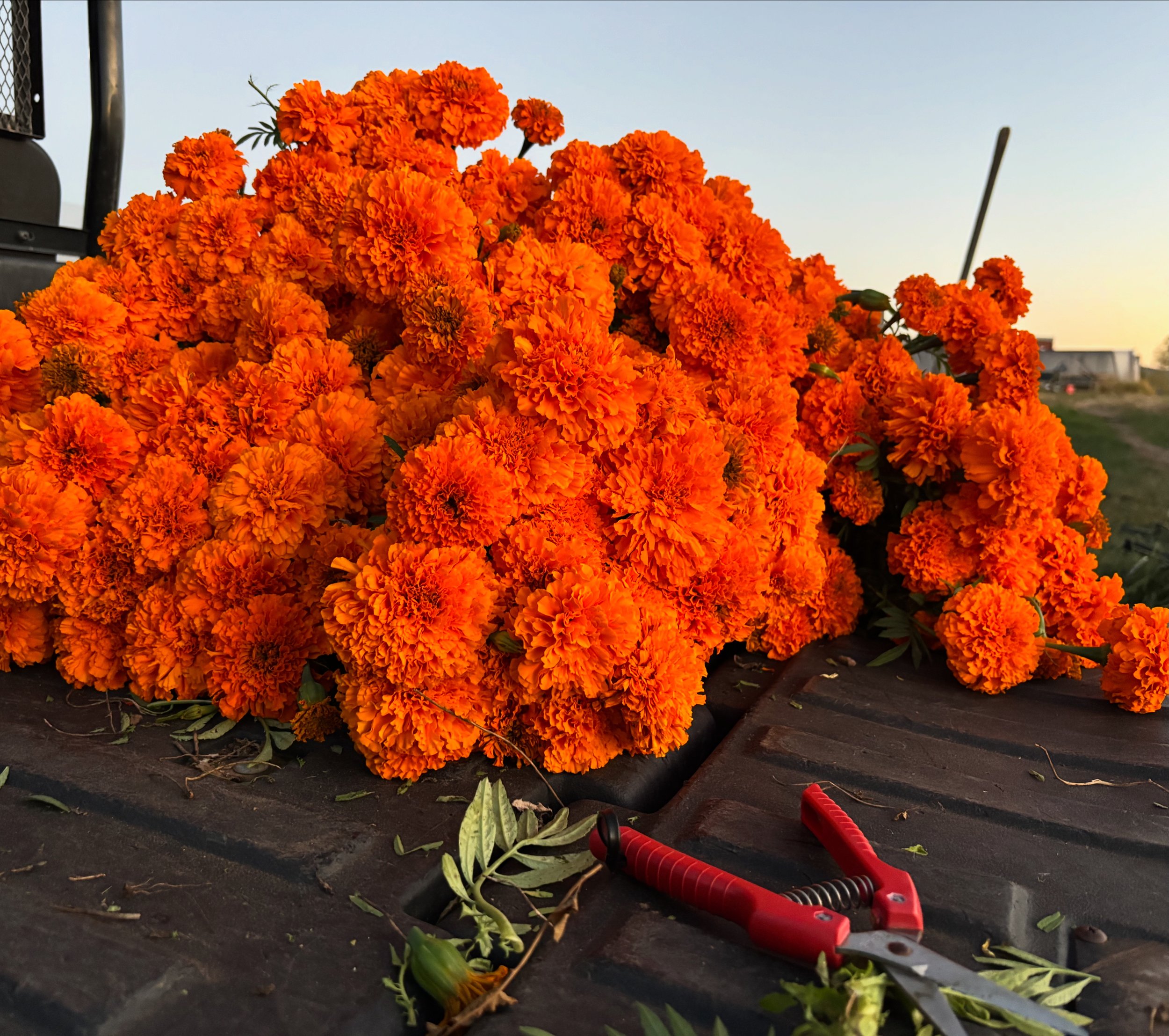Orange Marigolds 1 Seedling Sale.JPG