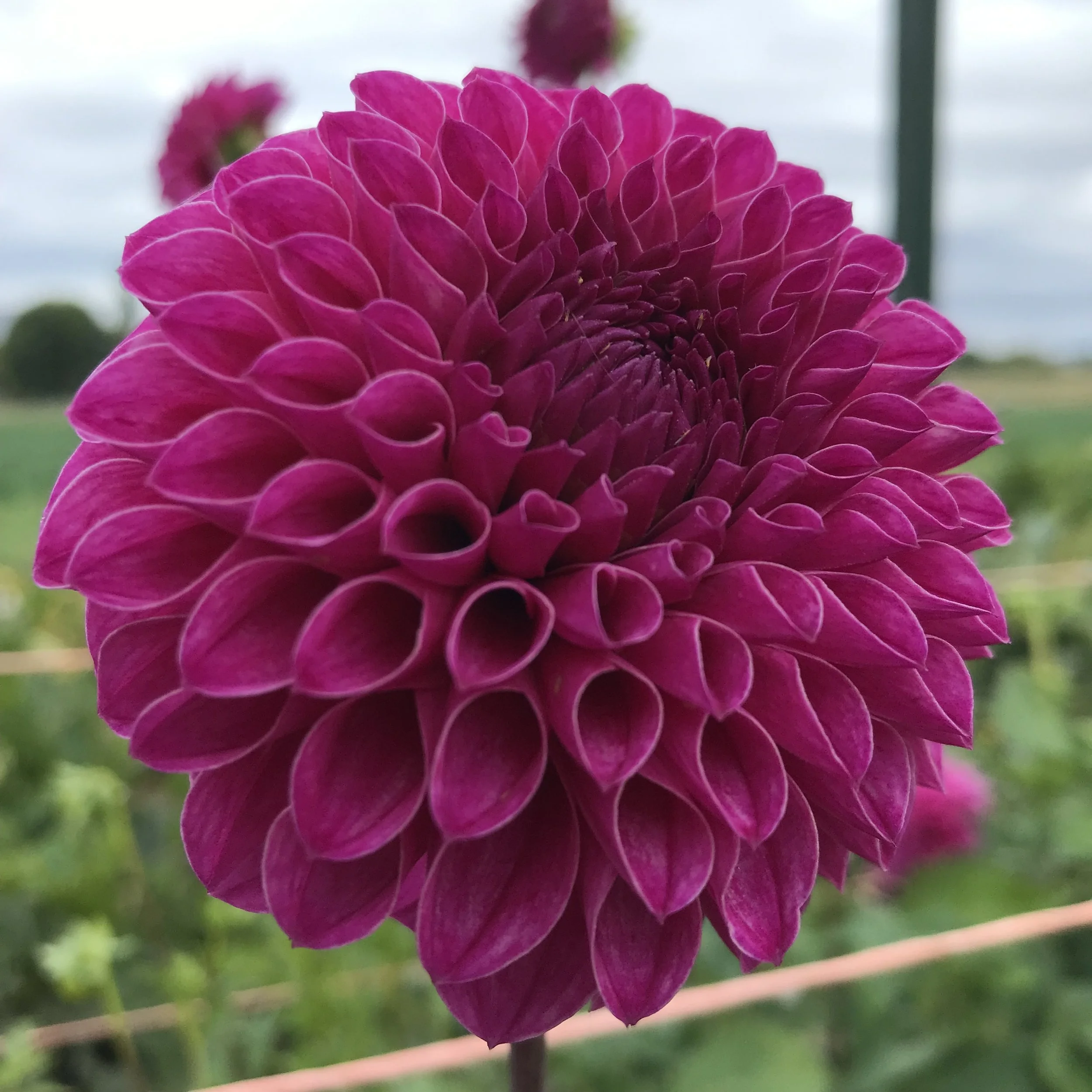 Nijinksy Dahlia Tuber.1a.jpg