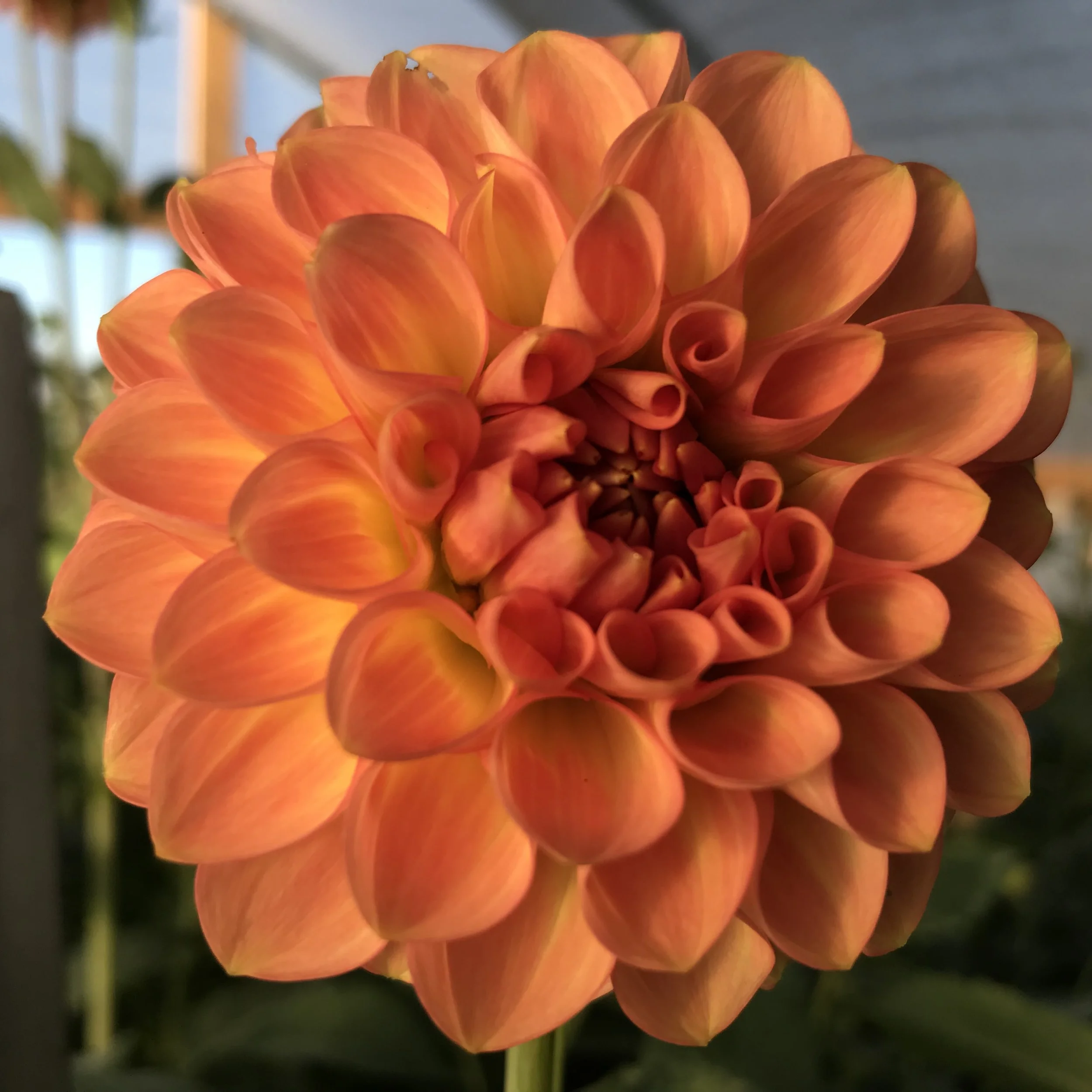 20th Avenue Softer Peach Dahlia Tuber.1b.jpg