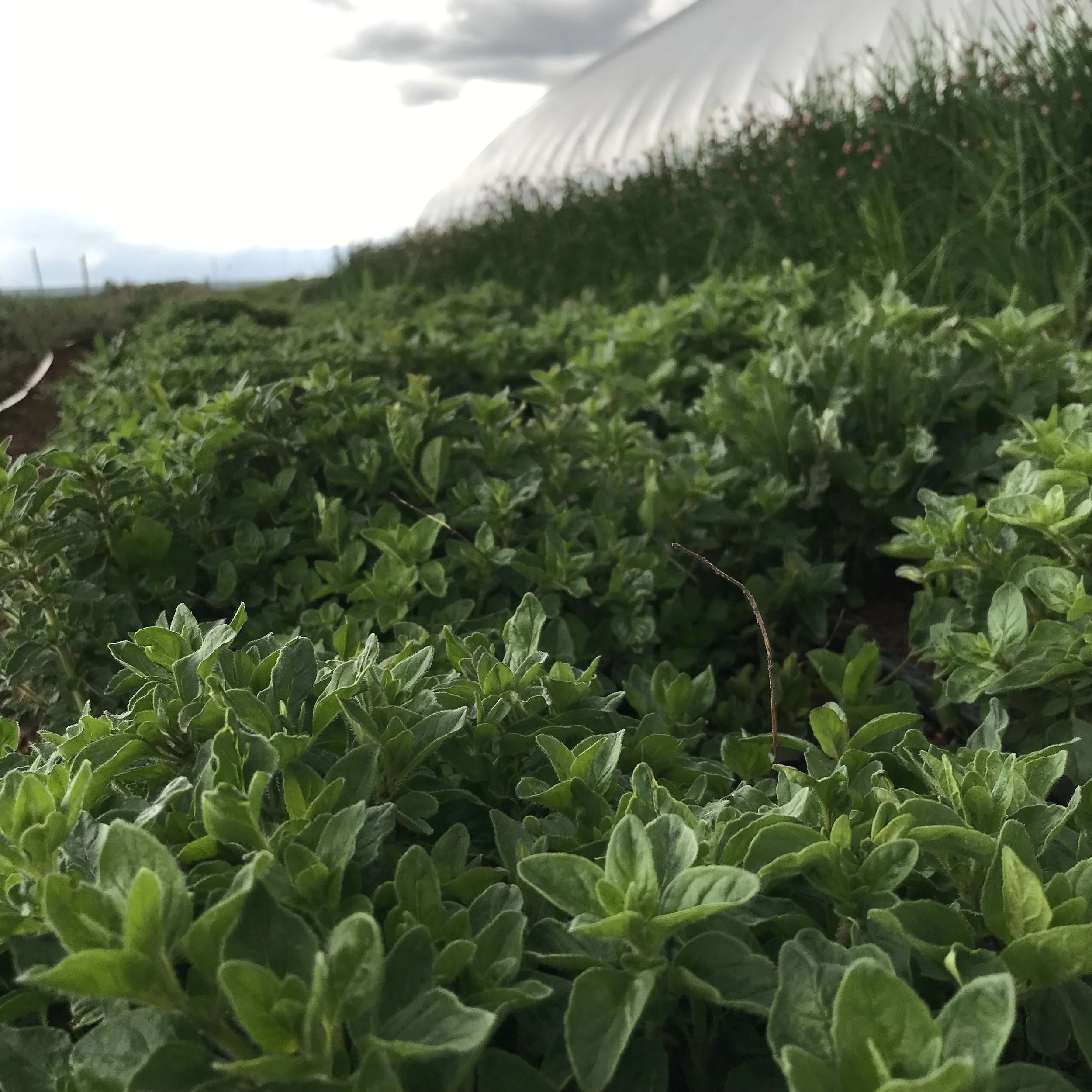 Greek Oregano Perennial Seedling Sale.jpg