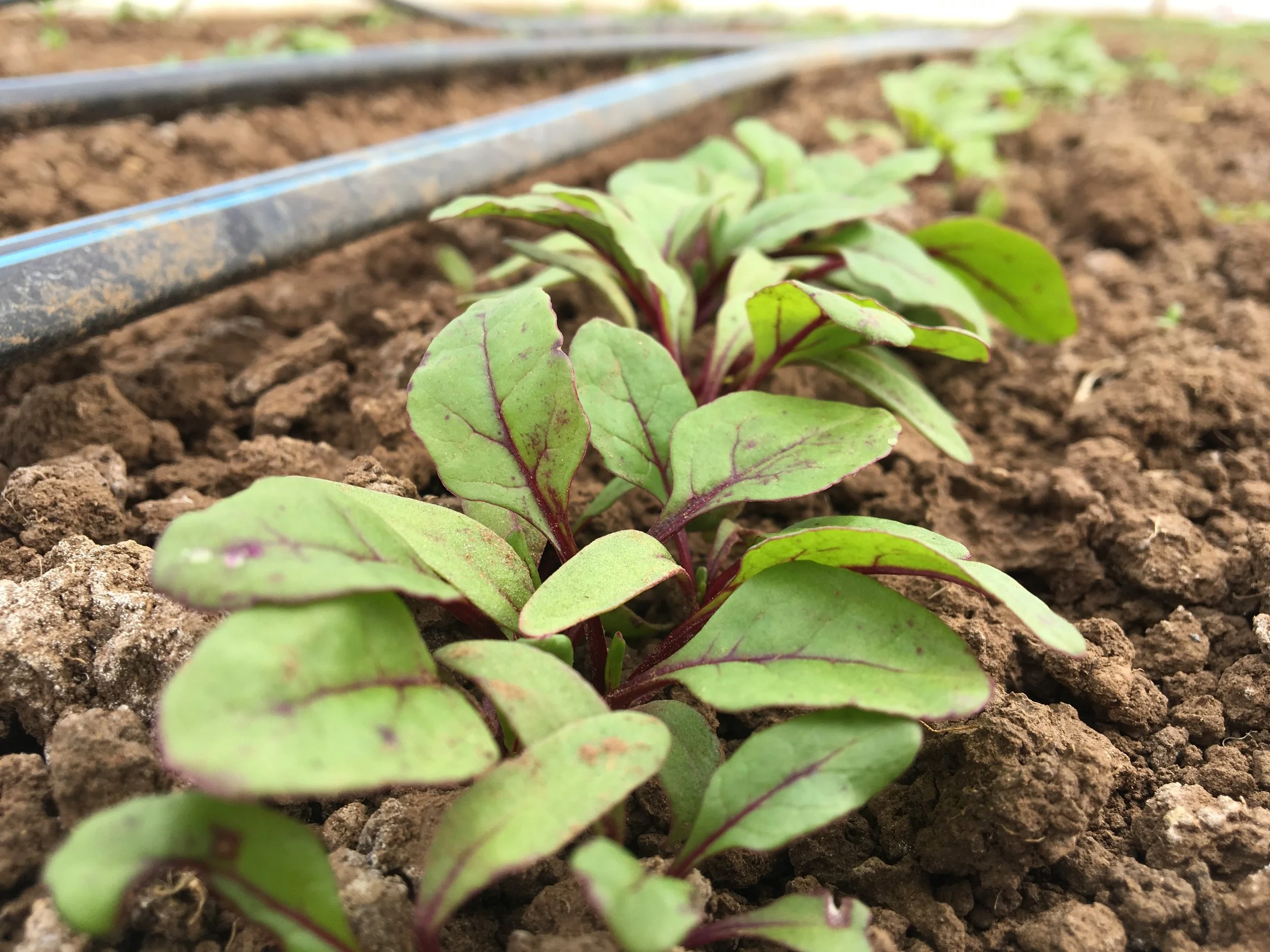 Beets are up! 