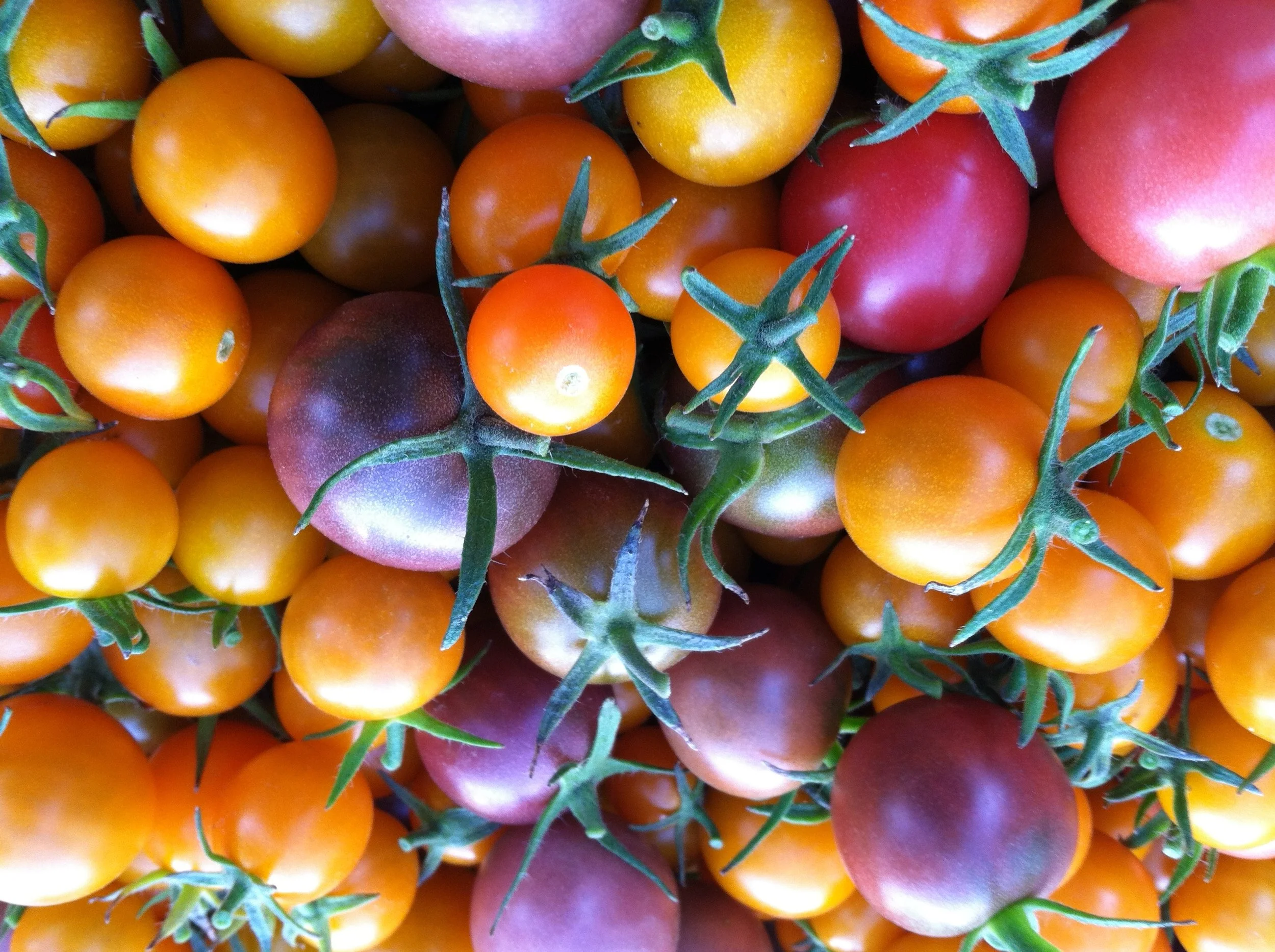Tomato dreams... 