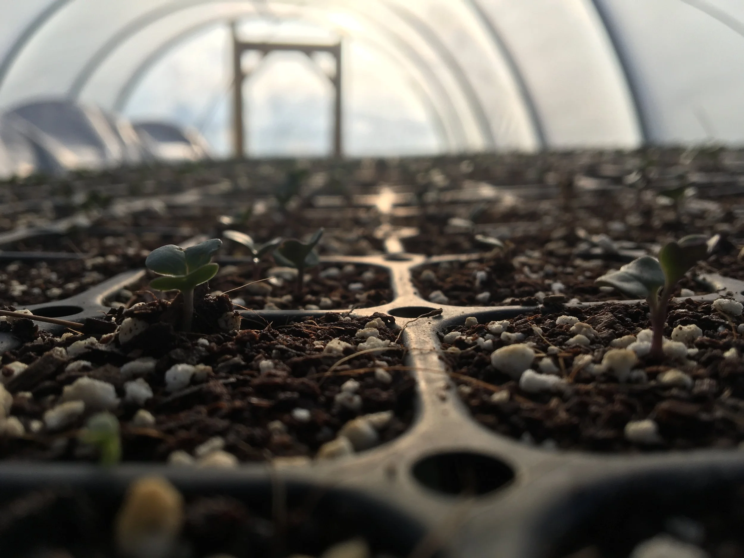 Kale in the evening light right before they get covered with row cover for warmth at night. 