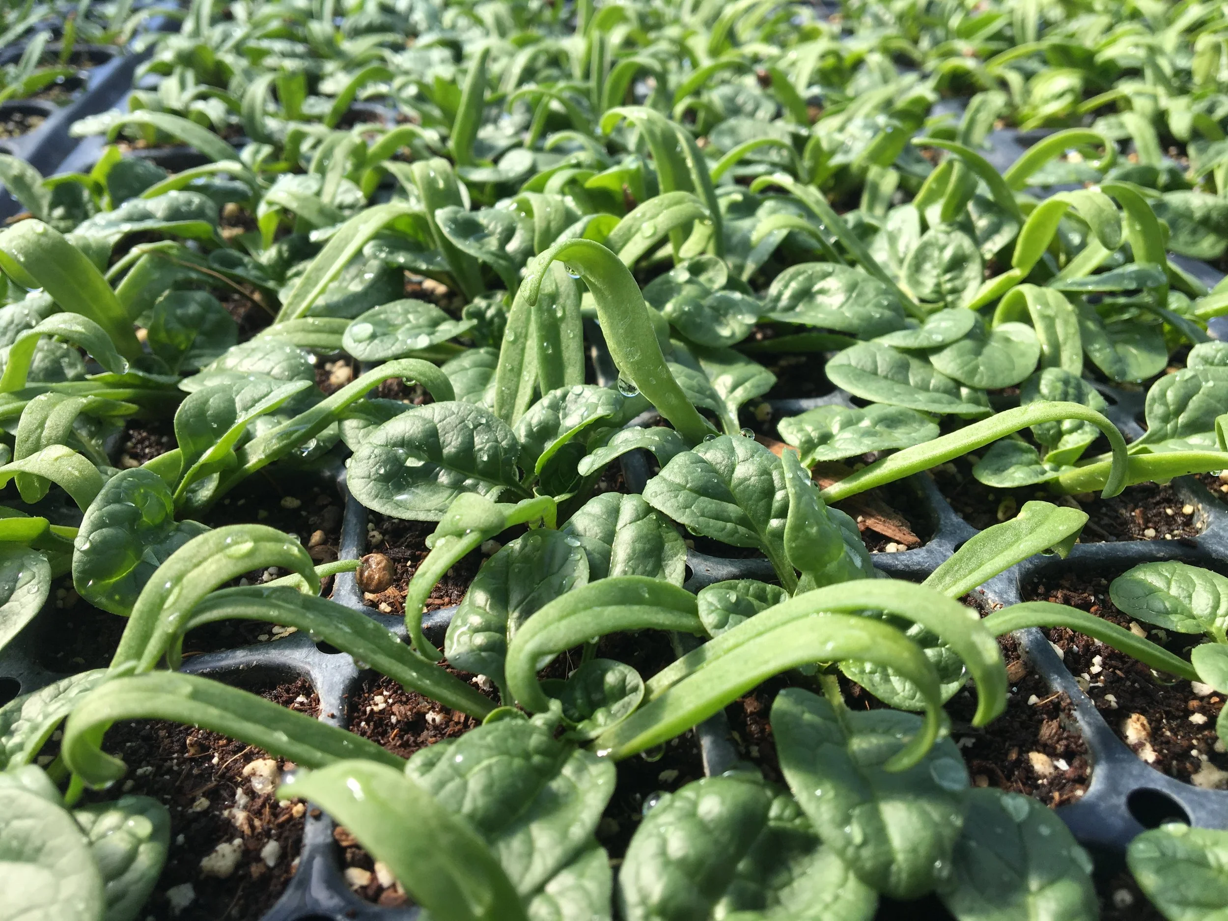 Spinach almost ready for transplant. We're experimenting with transplanting spinach this season to deal with spotty germination and to get a jump on the weeds.