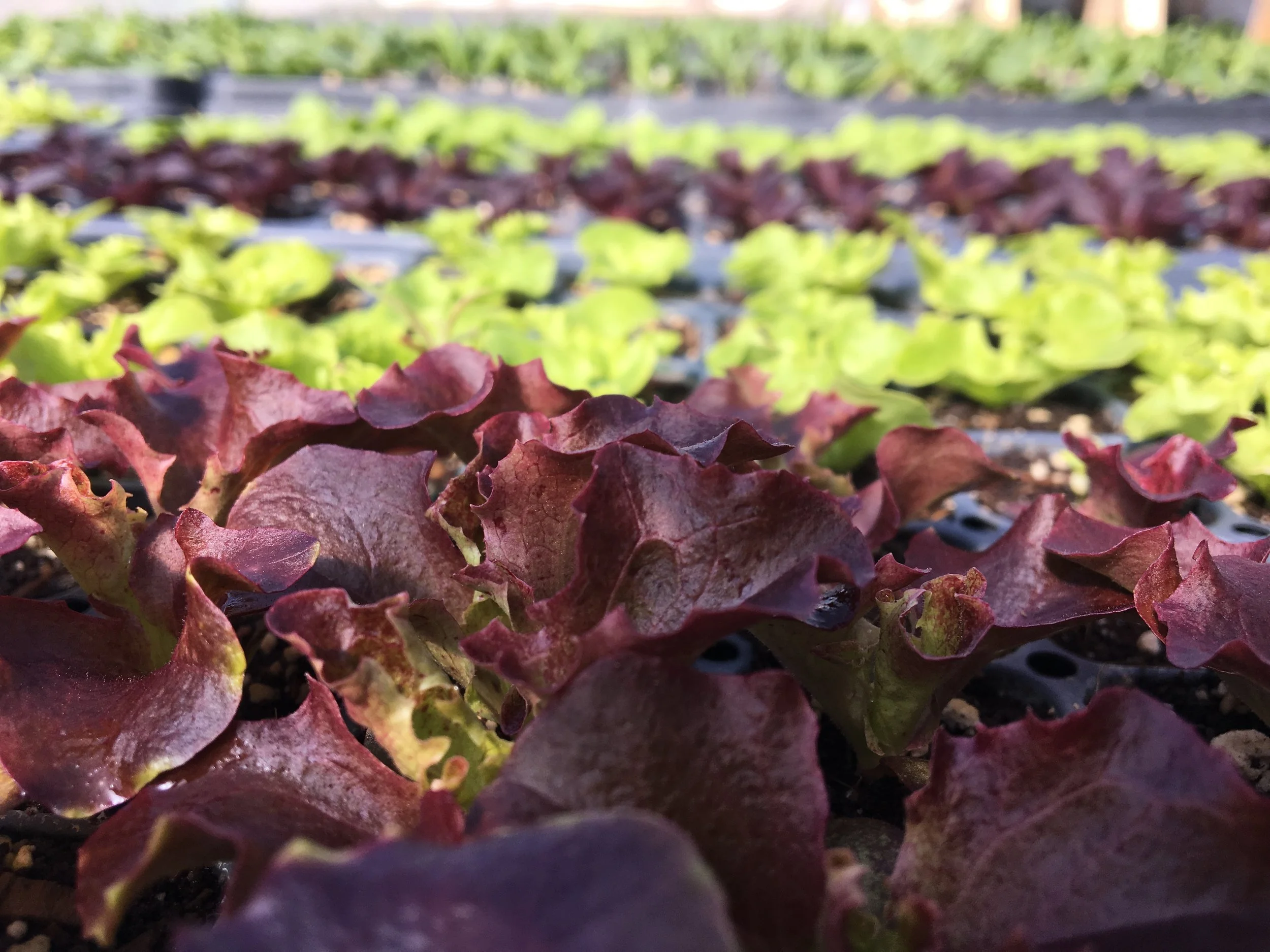 Loving the bold colors of the early head lettuce seedlings. 