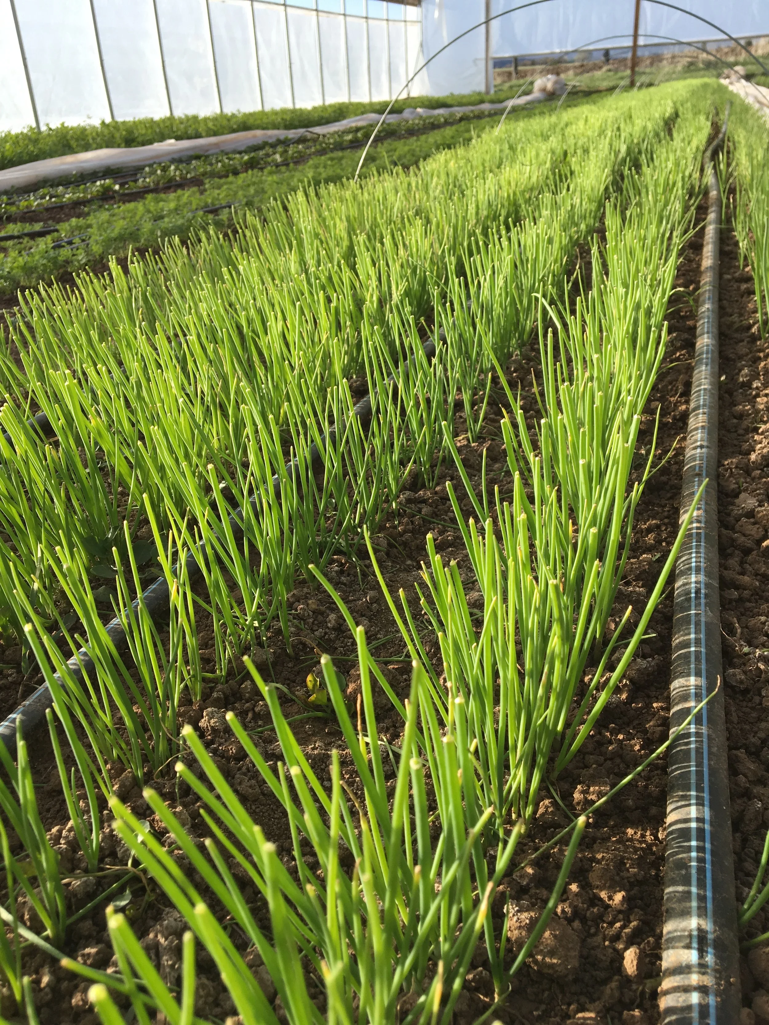 Onions in the high tunnel awaiting their move outside... 