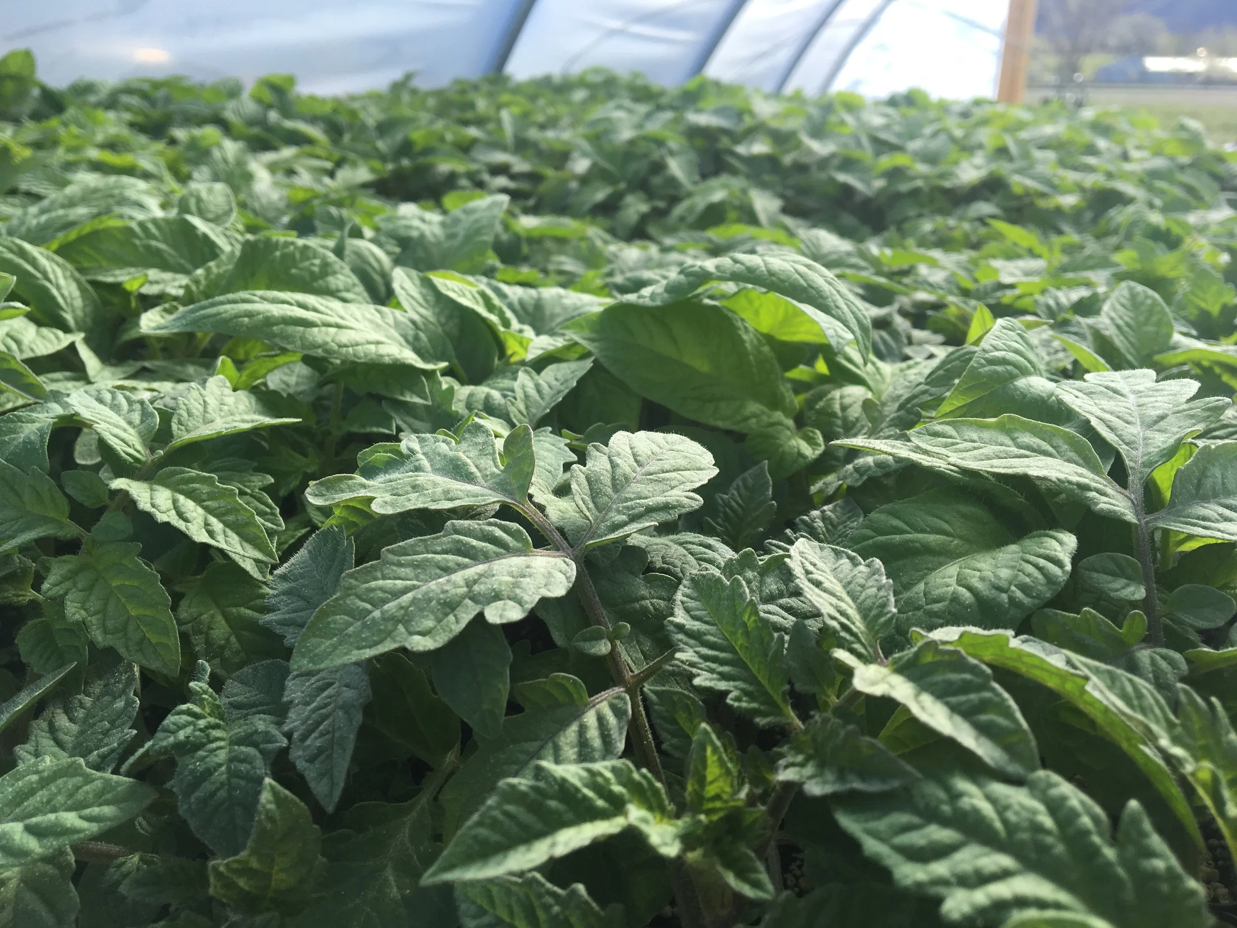 Tomato starts looking beautiful in the propagation house