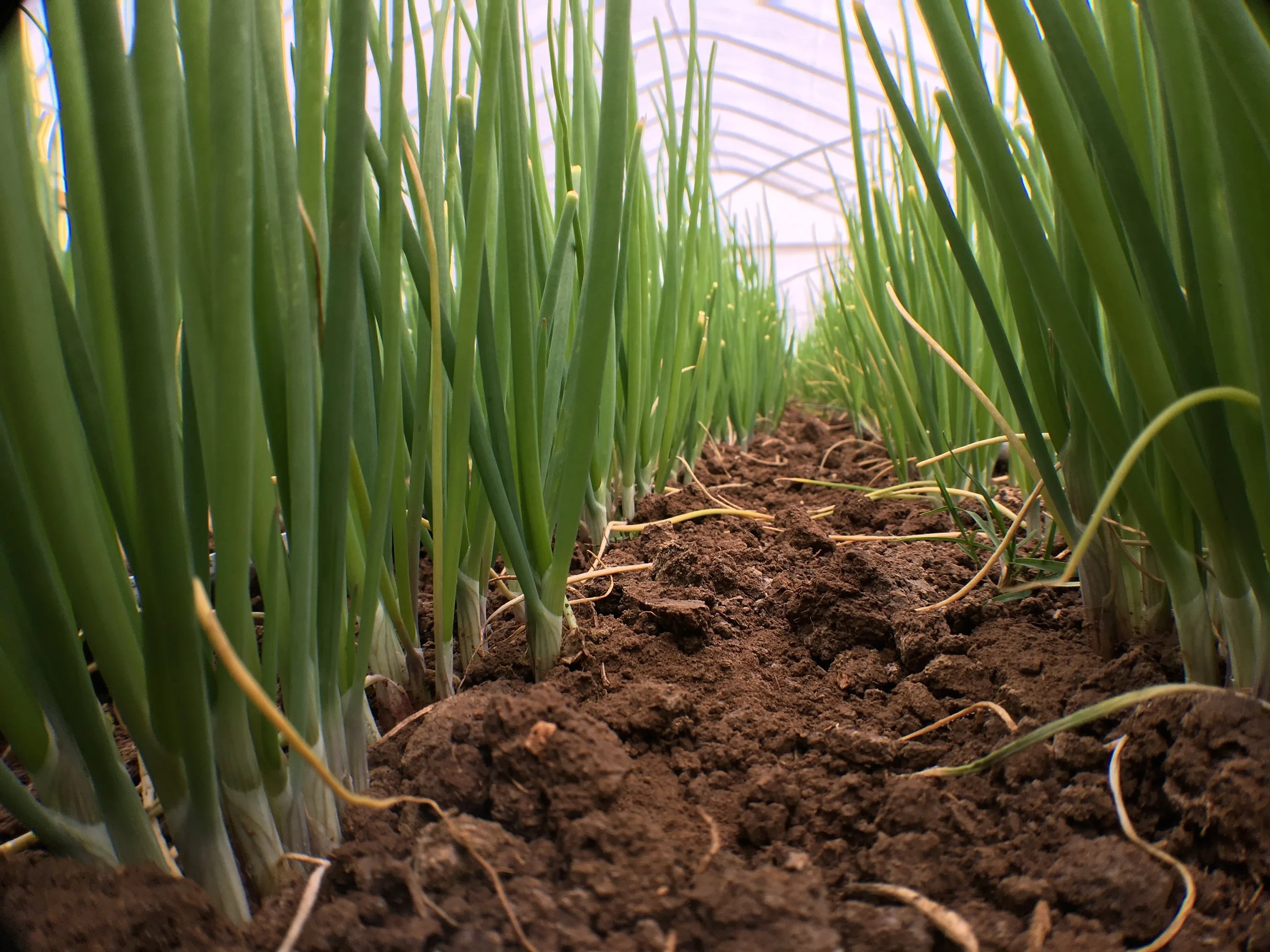 Onion starts are ready to move outside... 