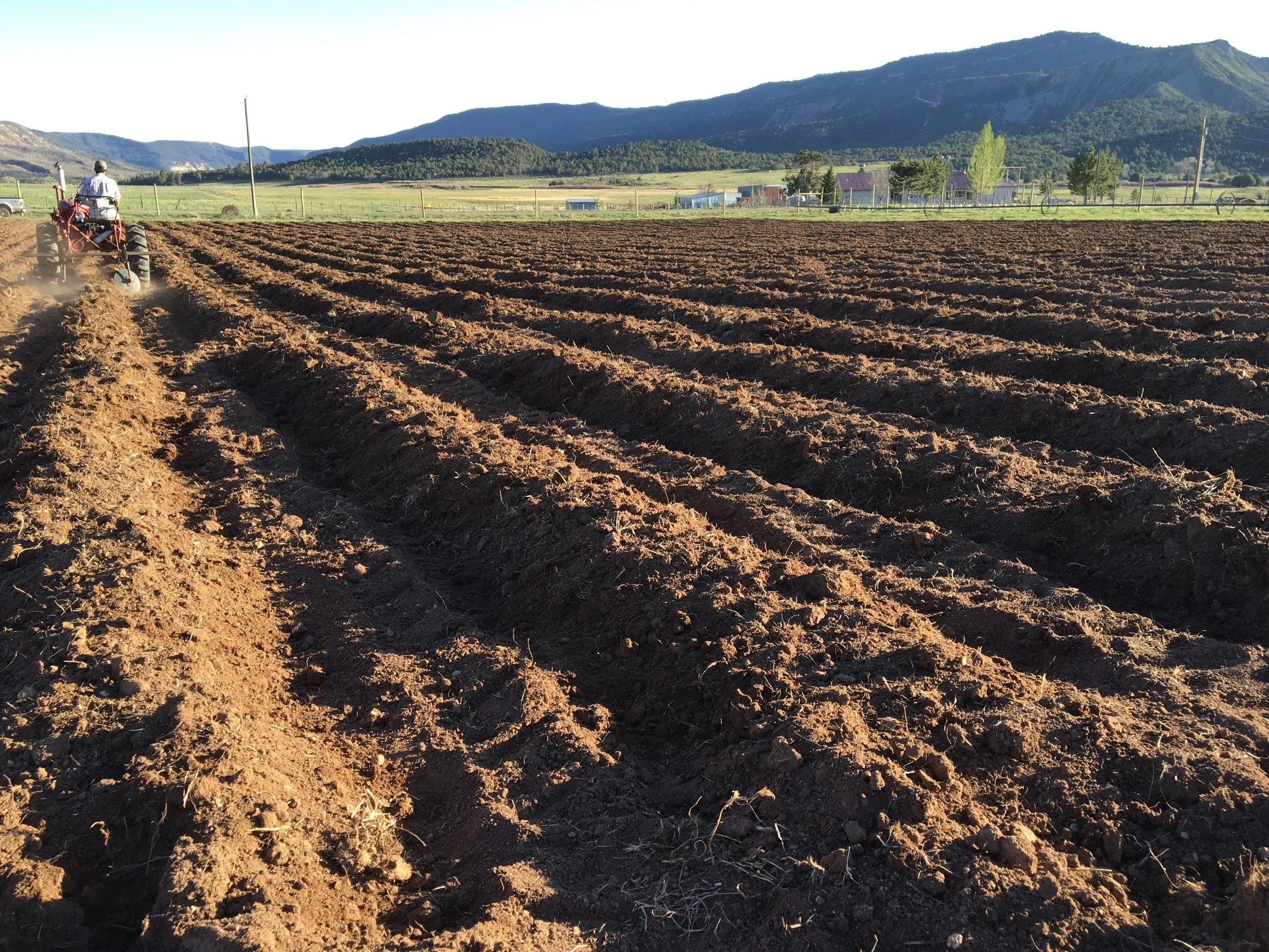 Mike covering the last potato bed... check it off the list! 