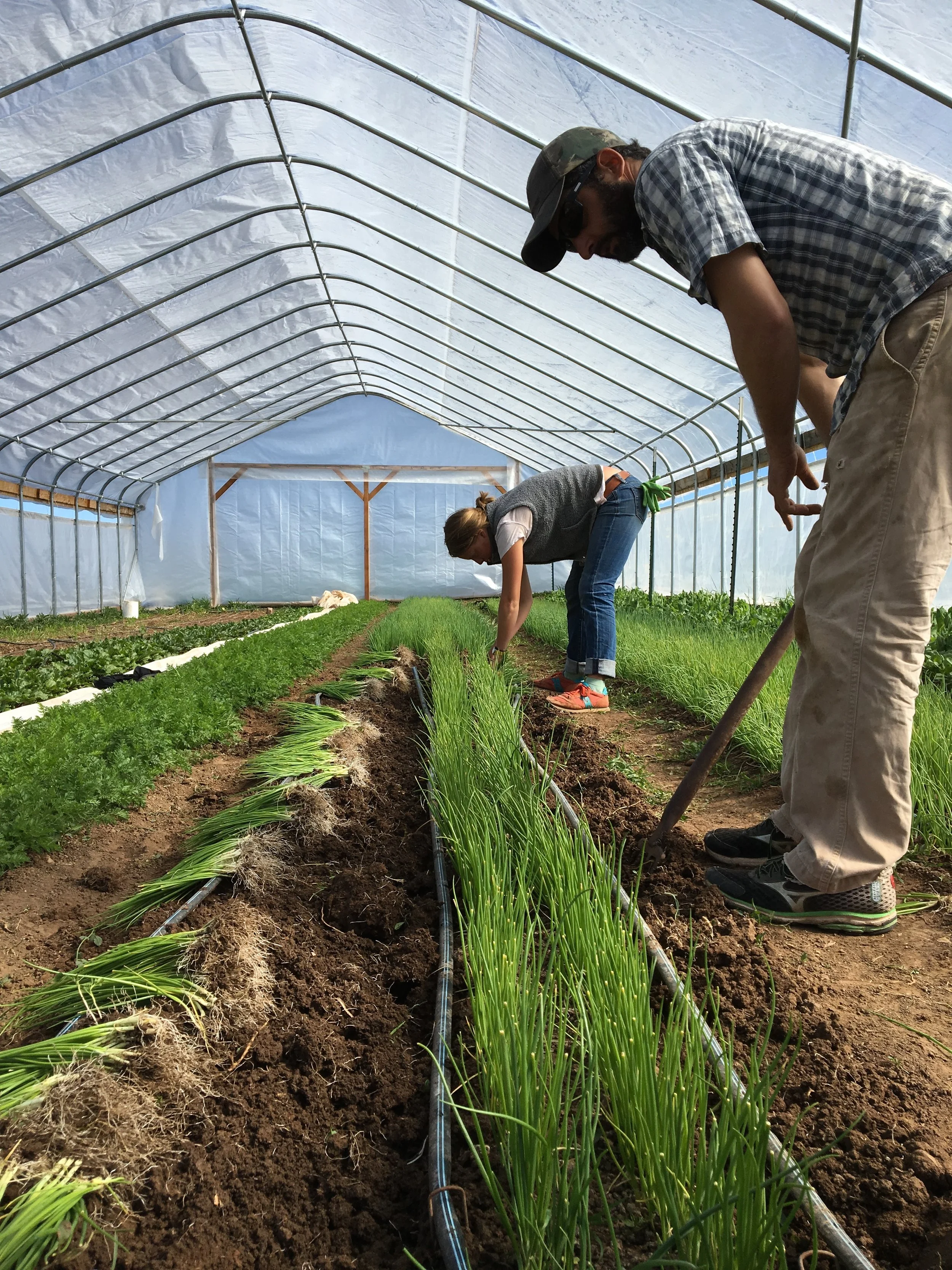 Mike and Sadie pulling onion starts out of the high tunnel