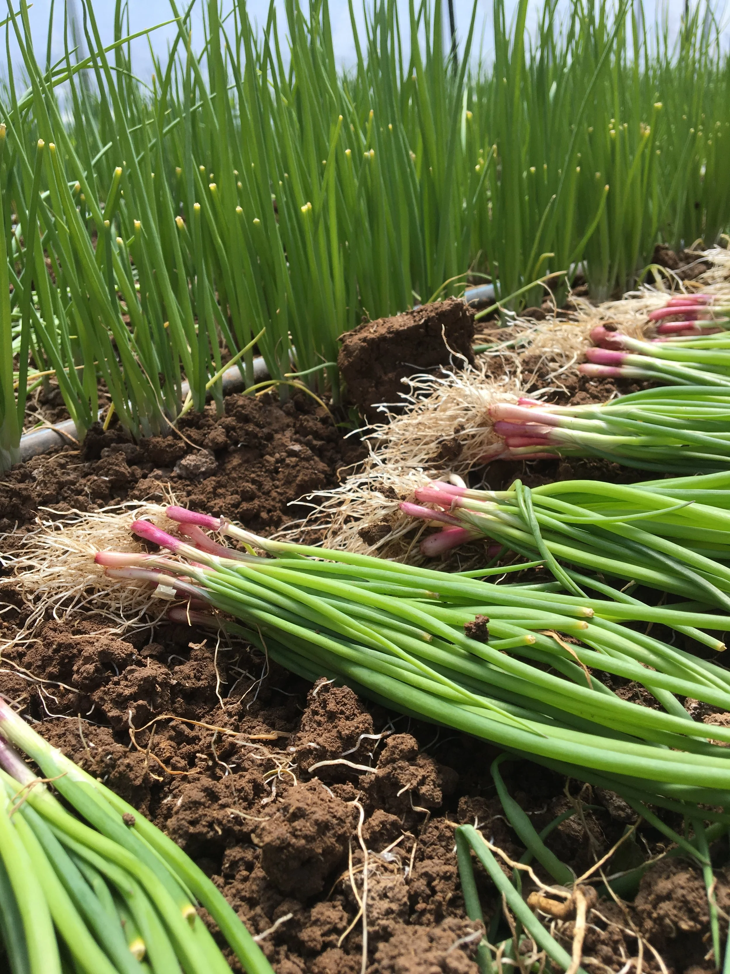 Onions are so GORGEOUS! 