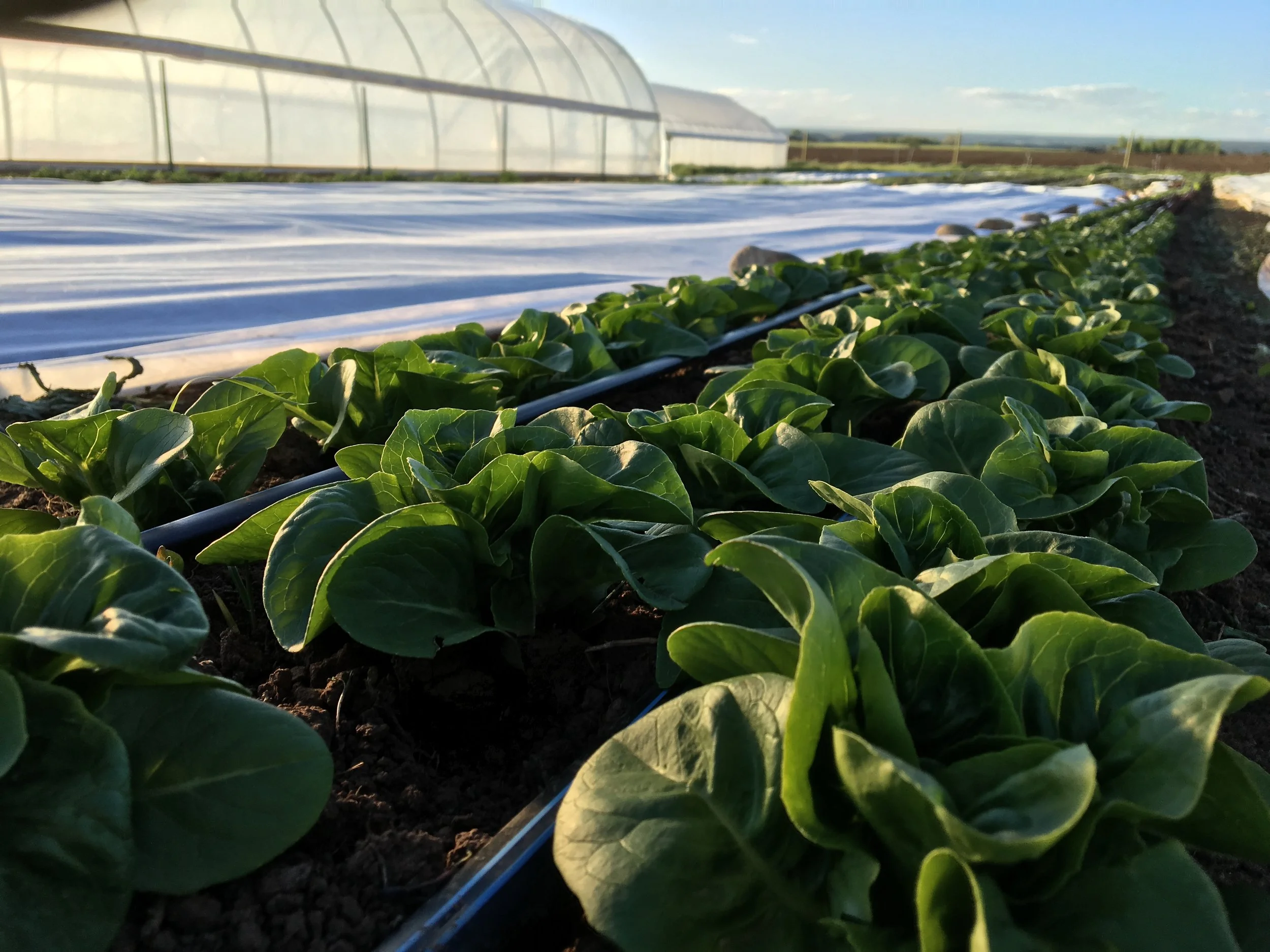 Little Gems looking lovely... get ready CSA Members! 