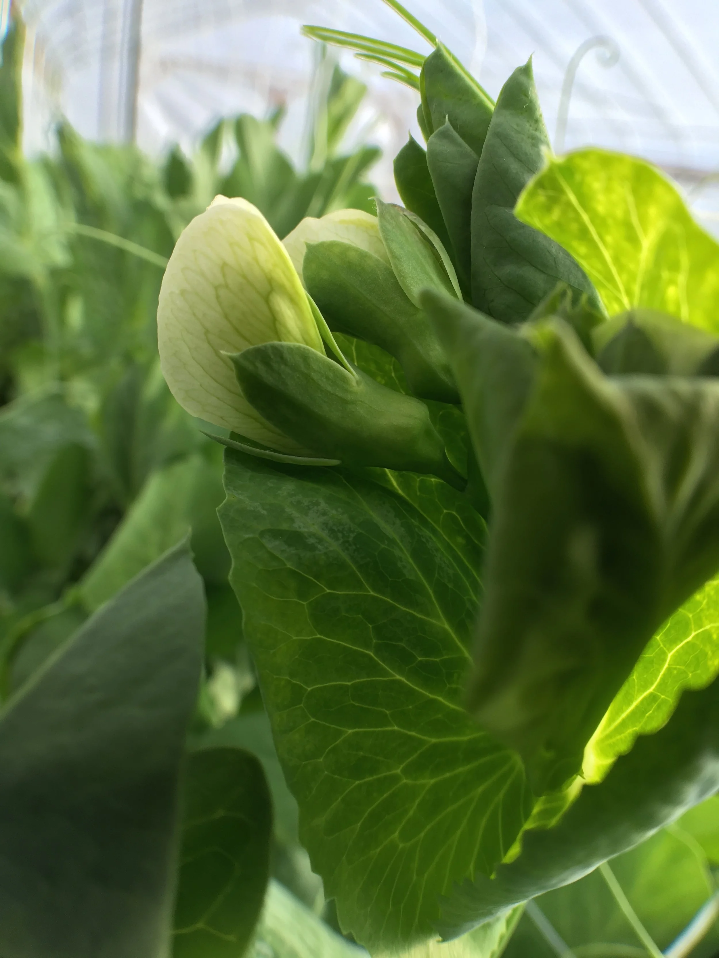 Snow peas blooming! 