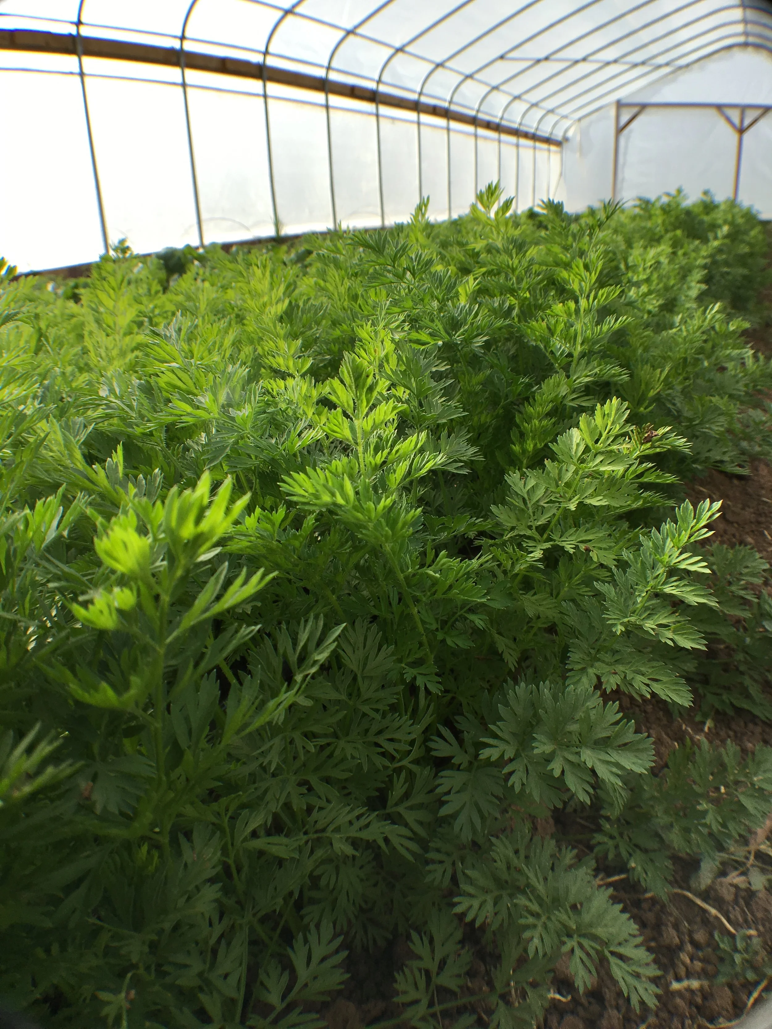 Carrots are starting to size up in the high tunnel