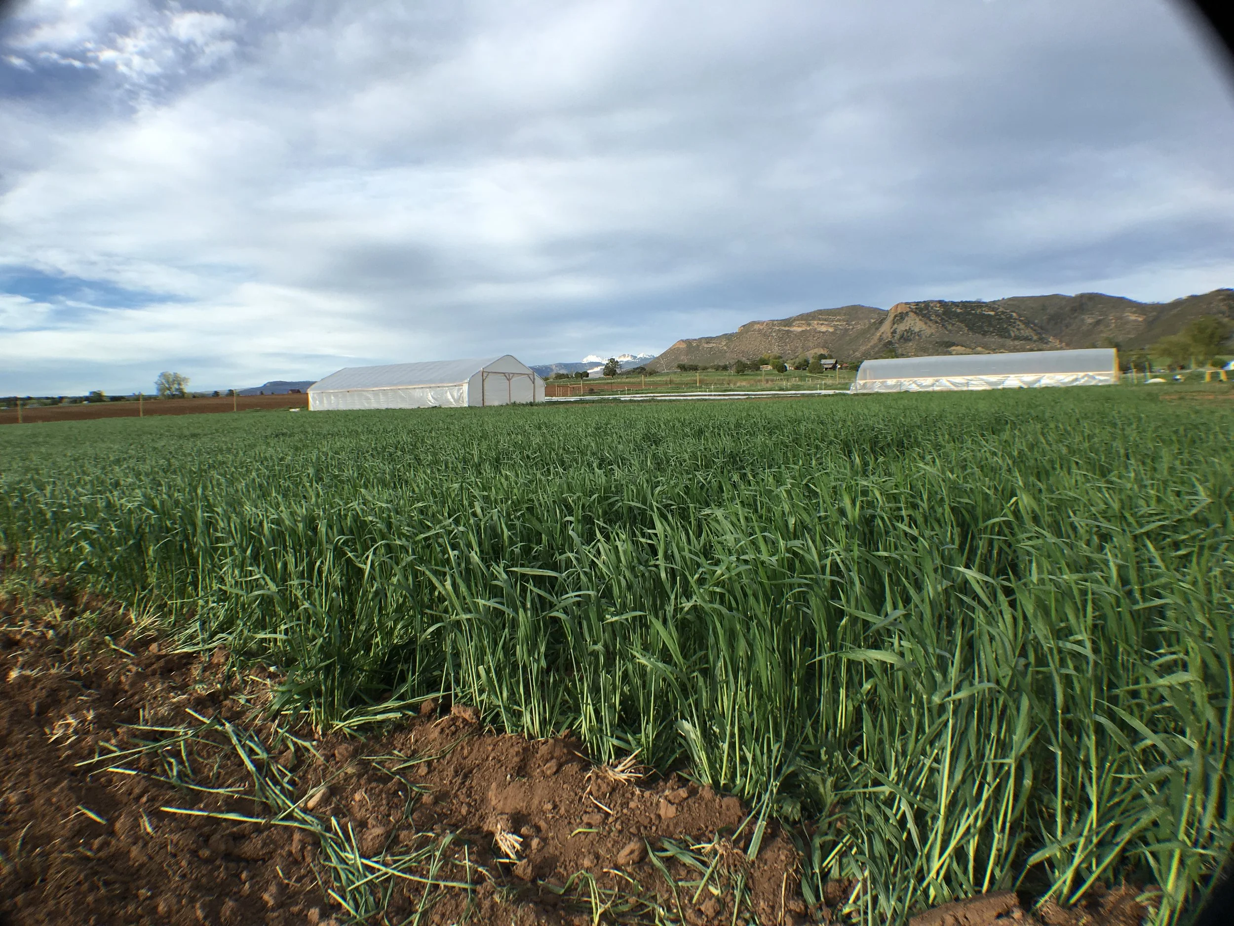 The cover crop is growing quickly now and is hypnotizing to watch as the wind blows 