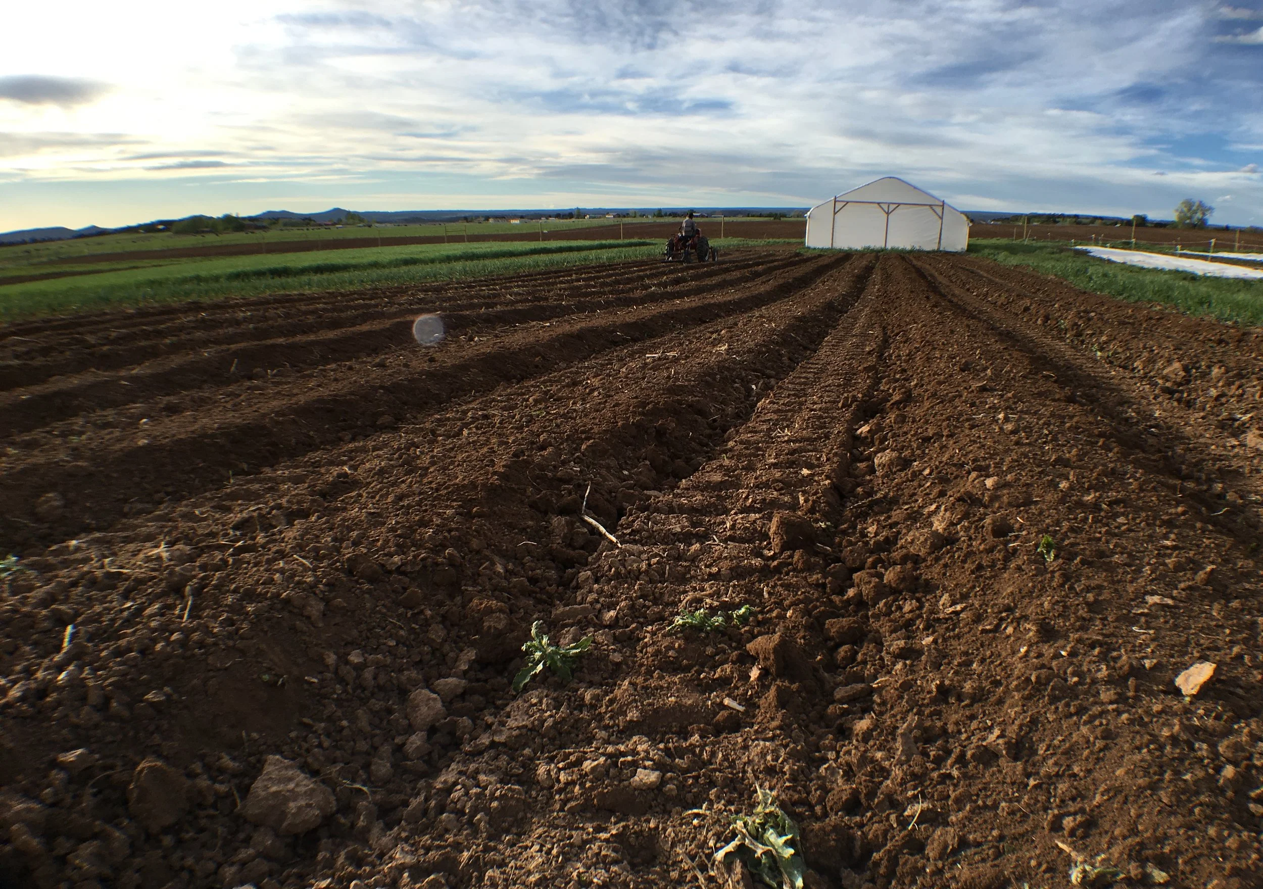 Mike shaping beds in front of the high tunnel last night