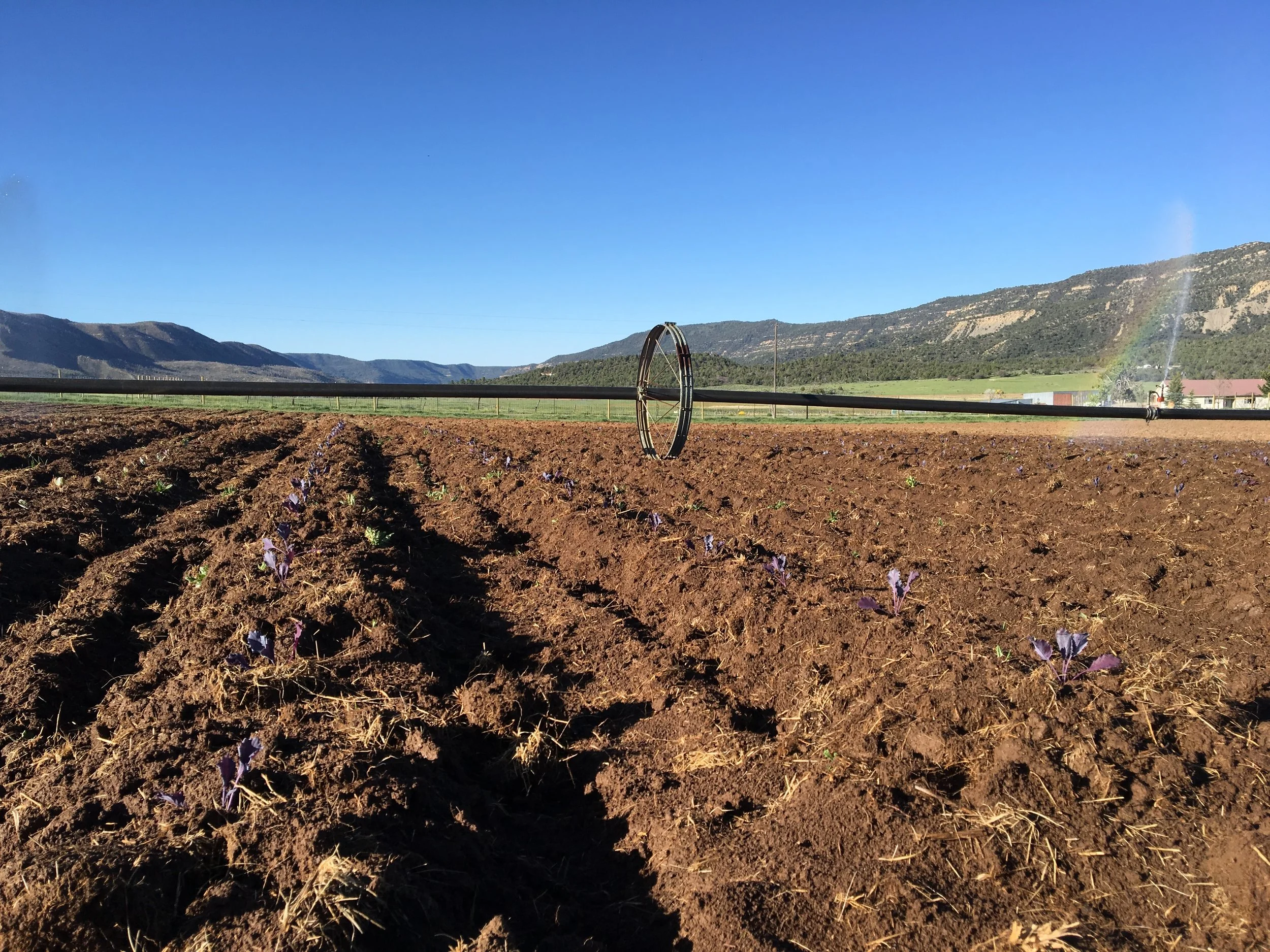 Cabbage field being irrigated with the side roll