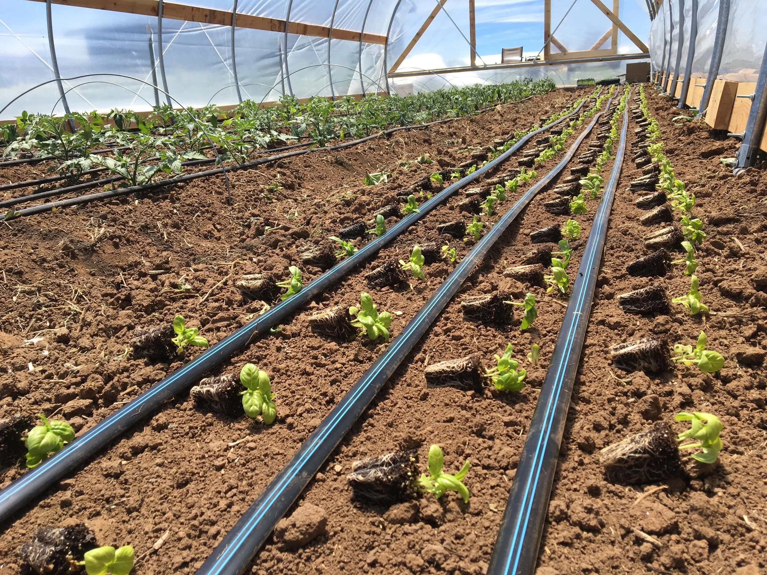 Lining up the basil transplants