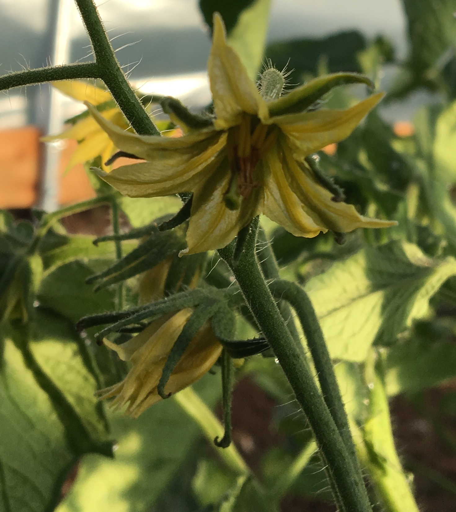 Tomatoes are blooming!