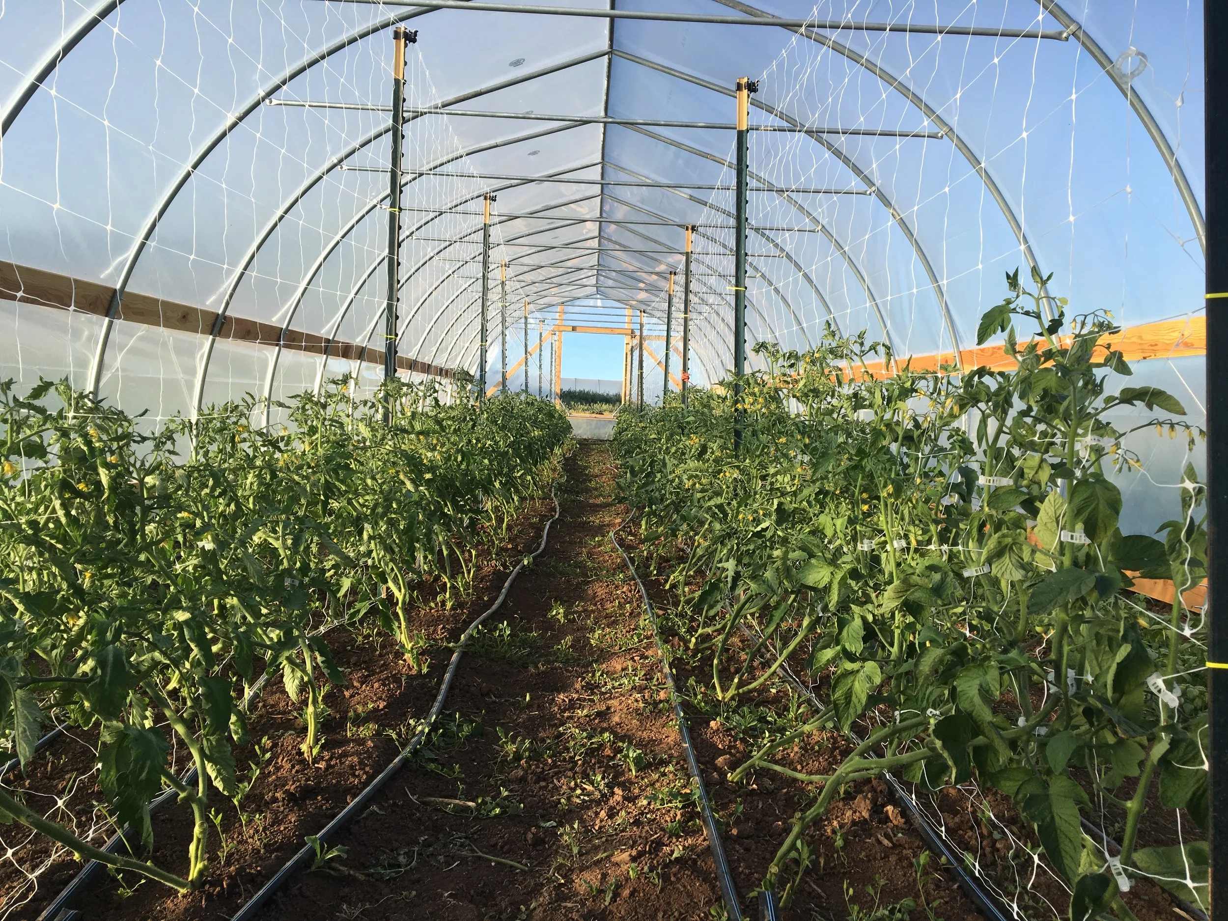 Tomatoes, freshly pruned and trellised!
