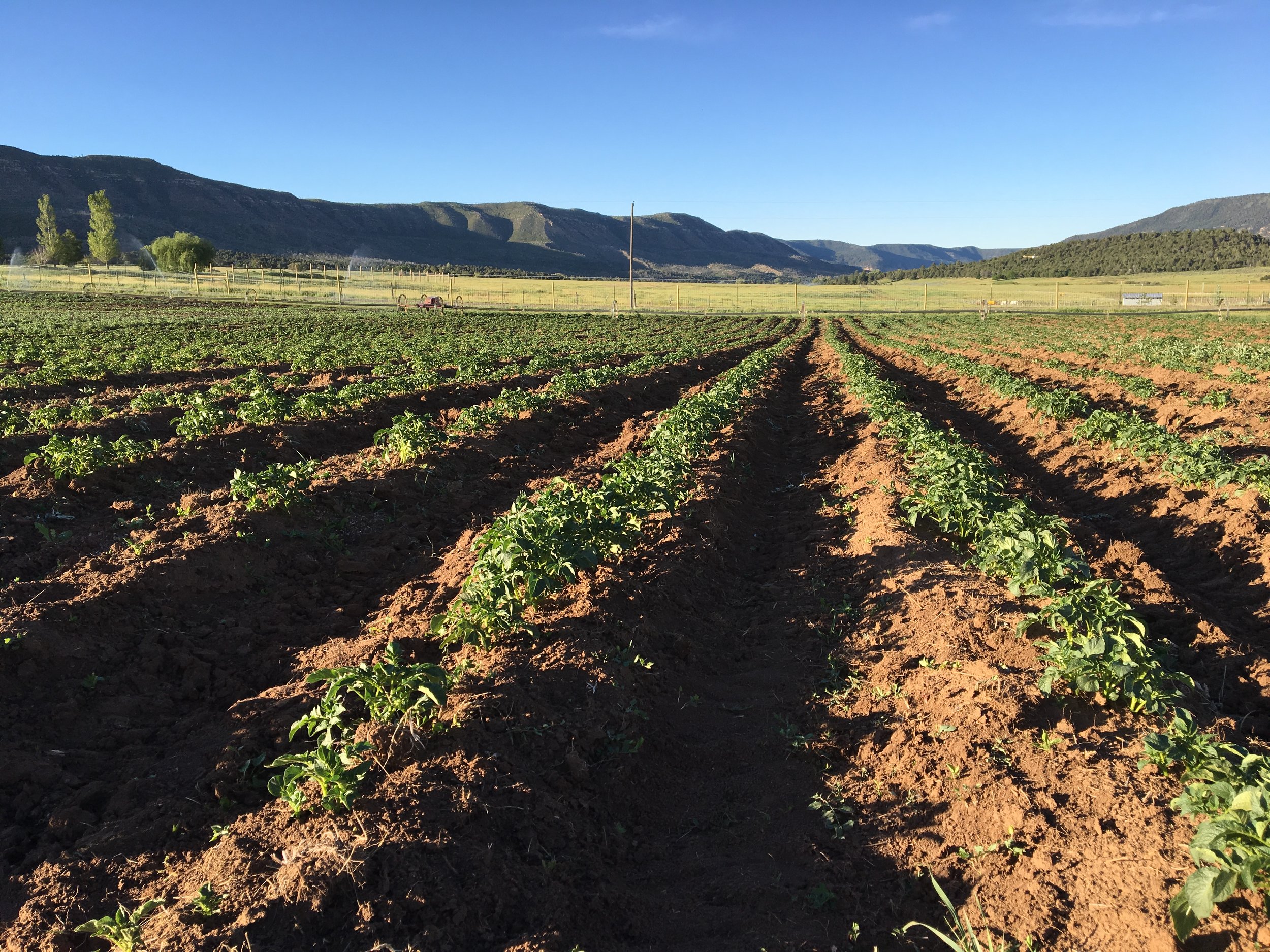 Potatoes, weeded and ready for water