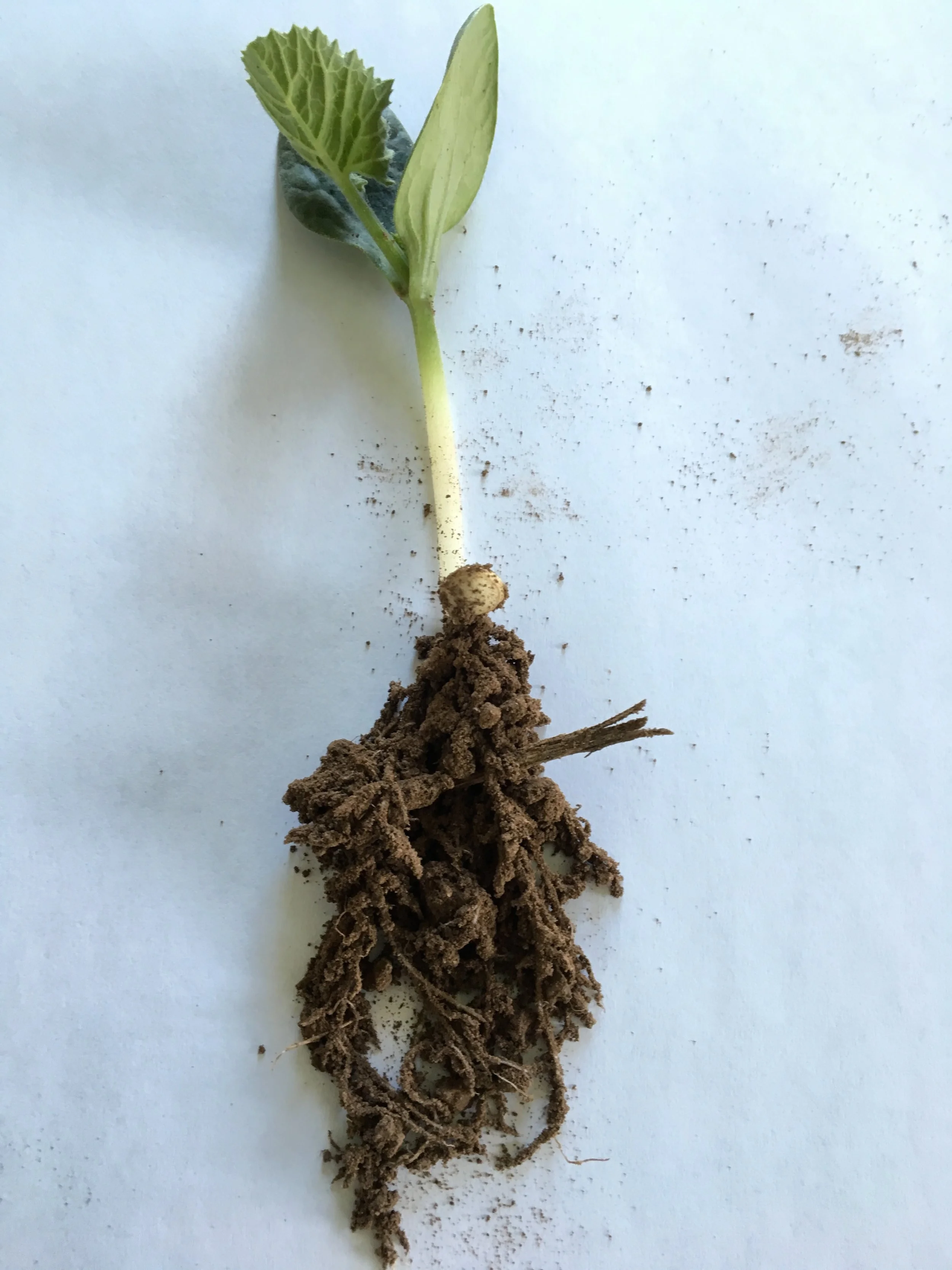 Zucchini with mycorrhizal sheath! Mike was pretty excited when we dug this up on Saturday. These guys were seeded on 6/4 and just got their second watering last night. 