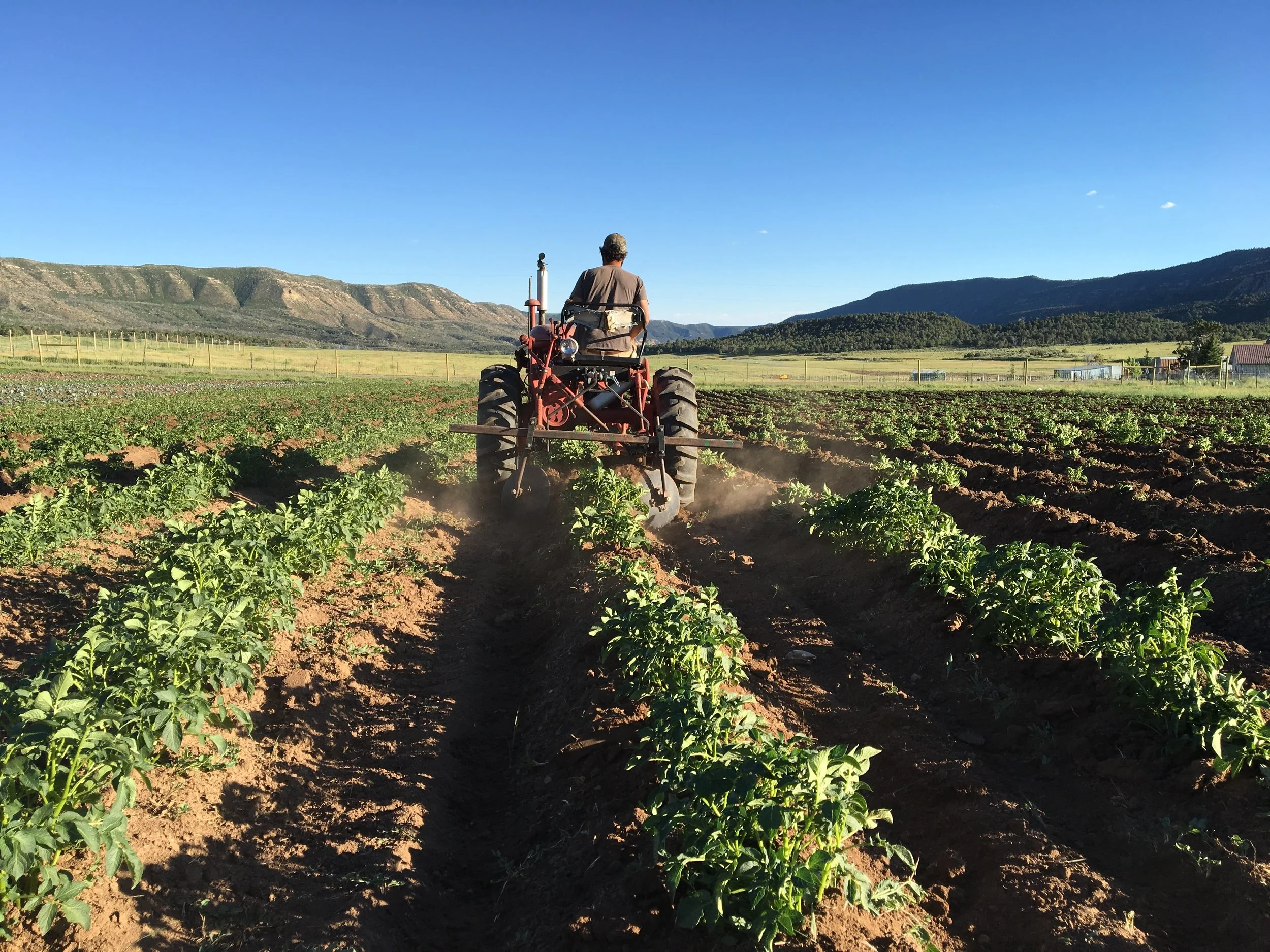 Mike hilling the potatoes with the Farmall 