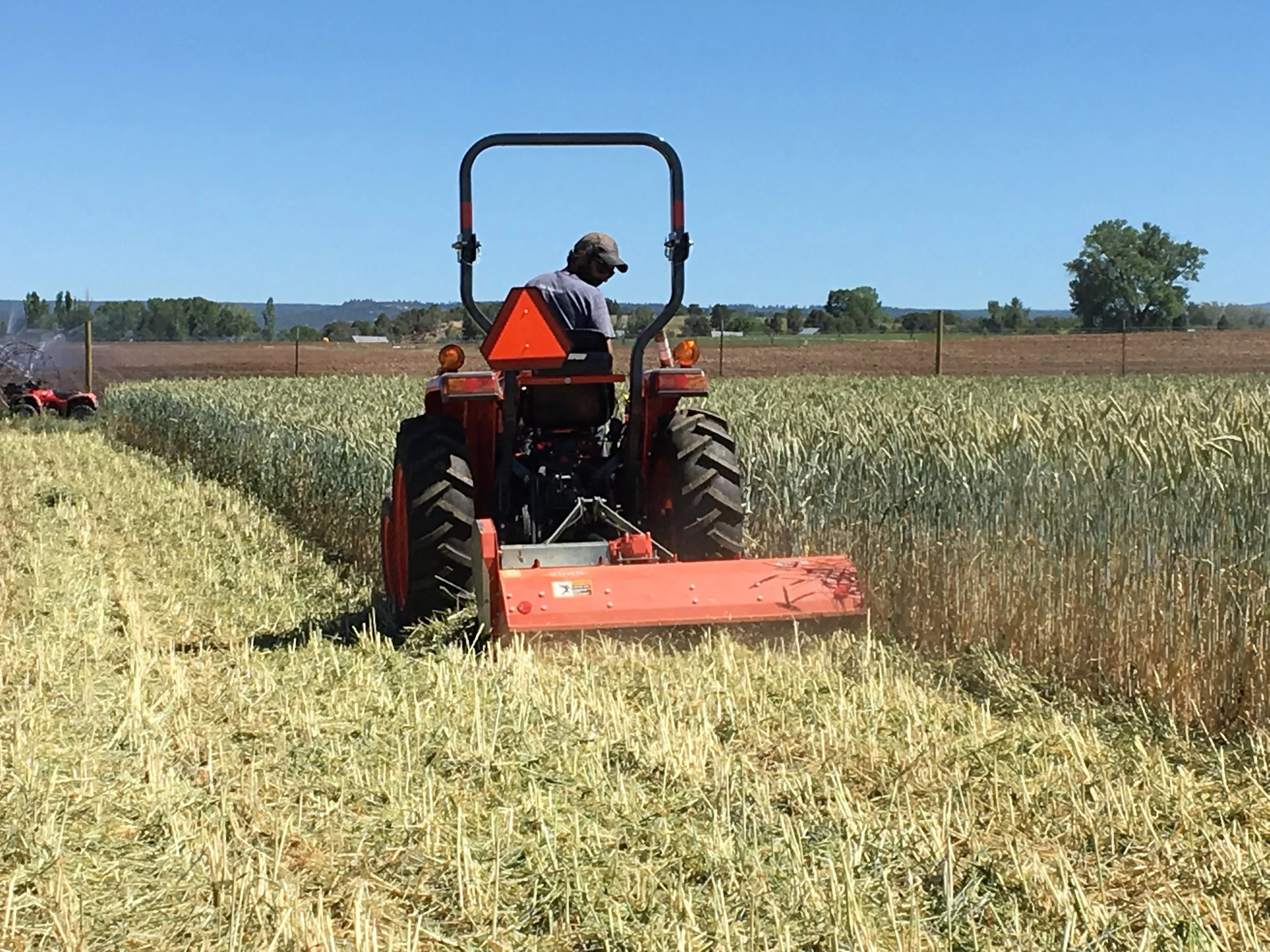 Flail mowing the cover crop with our neighbor's equipment! 
