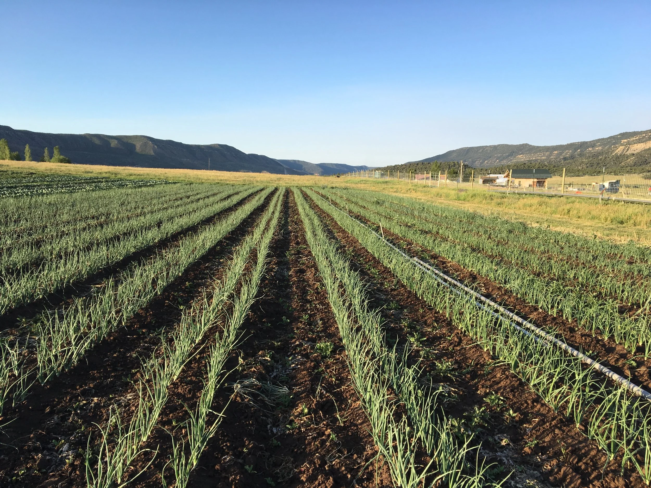 Freshly weeded onions looking lovely