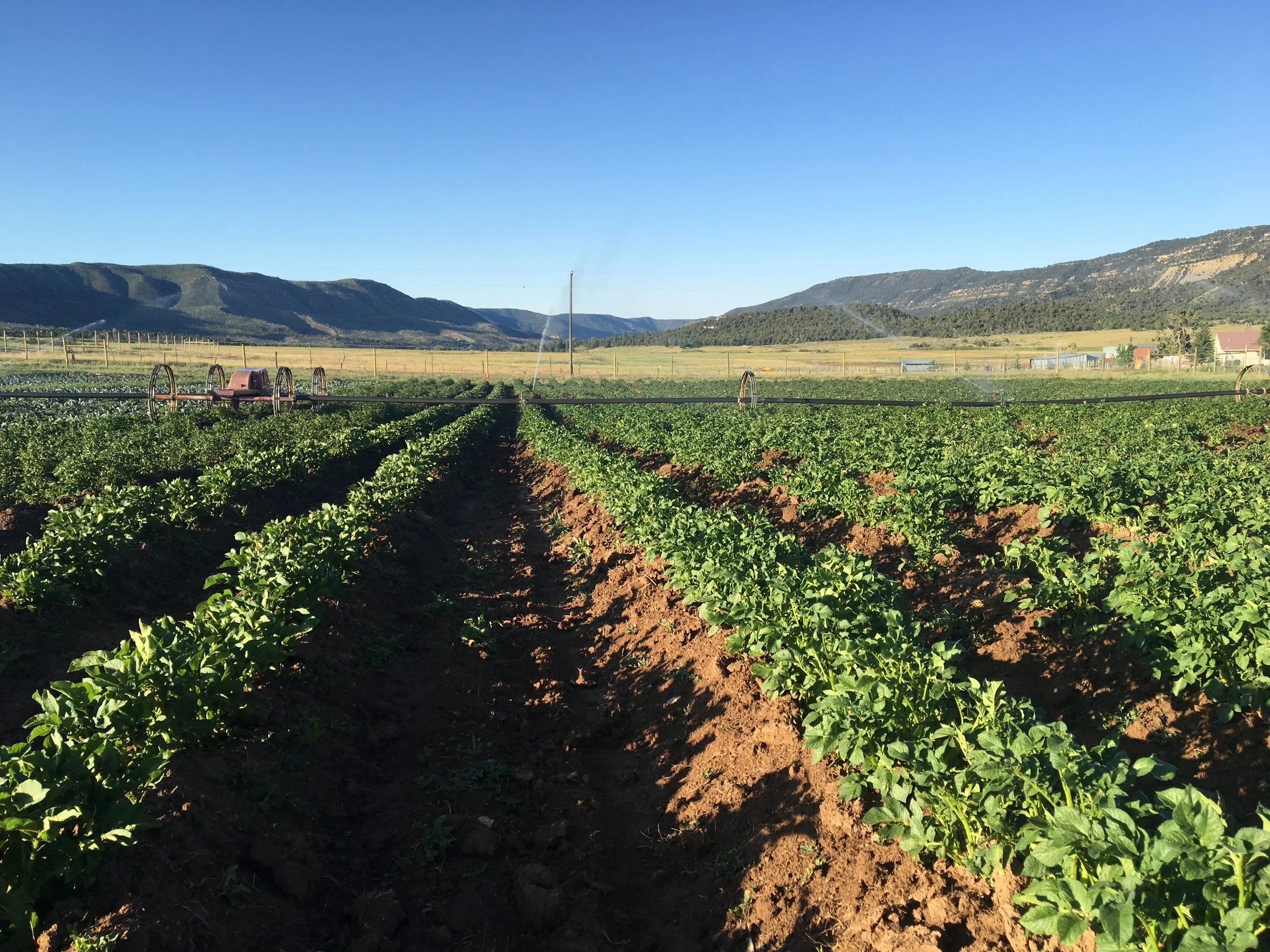 Irrigating Potatoes