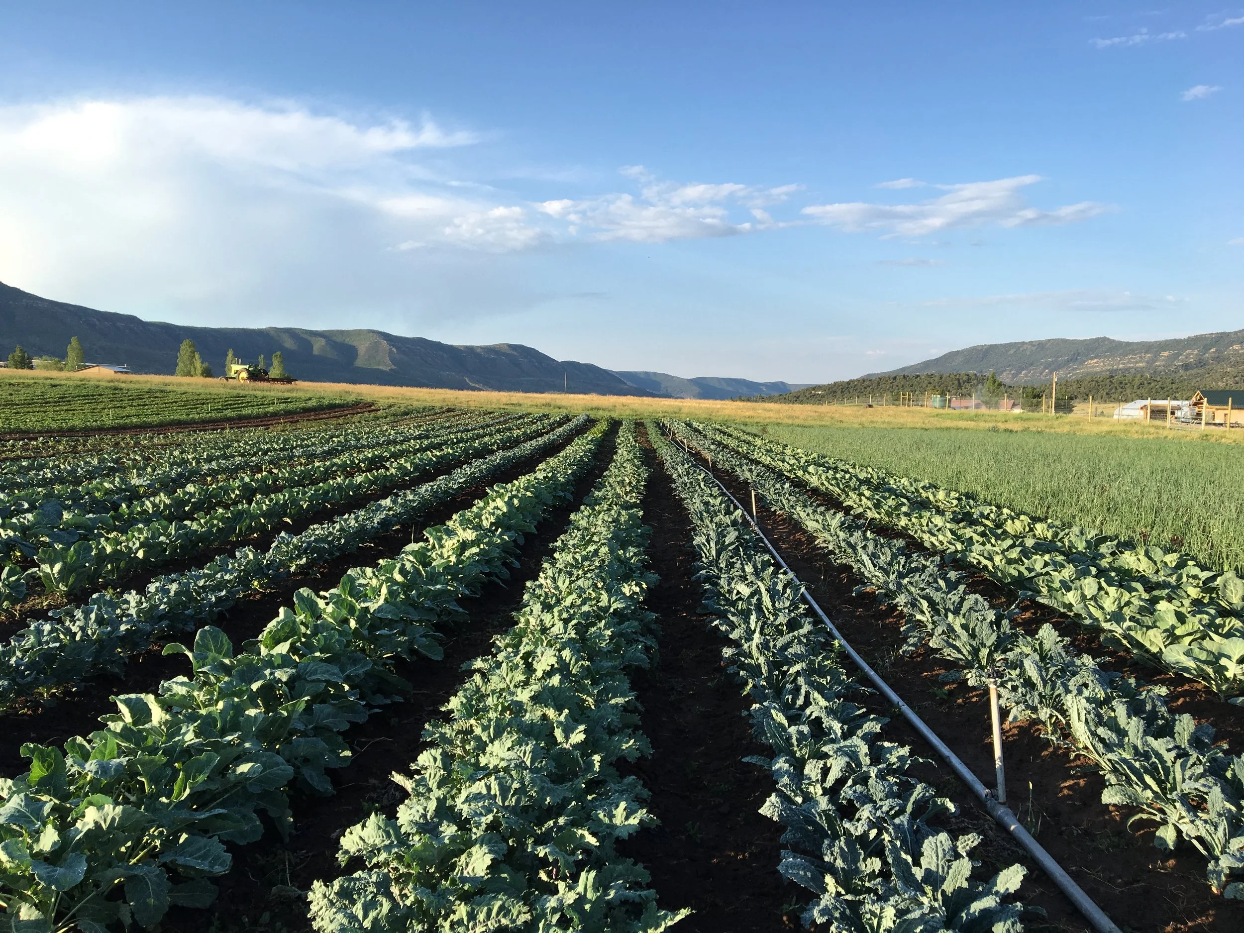 Brassica block after a second weeding
